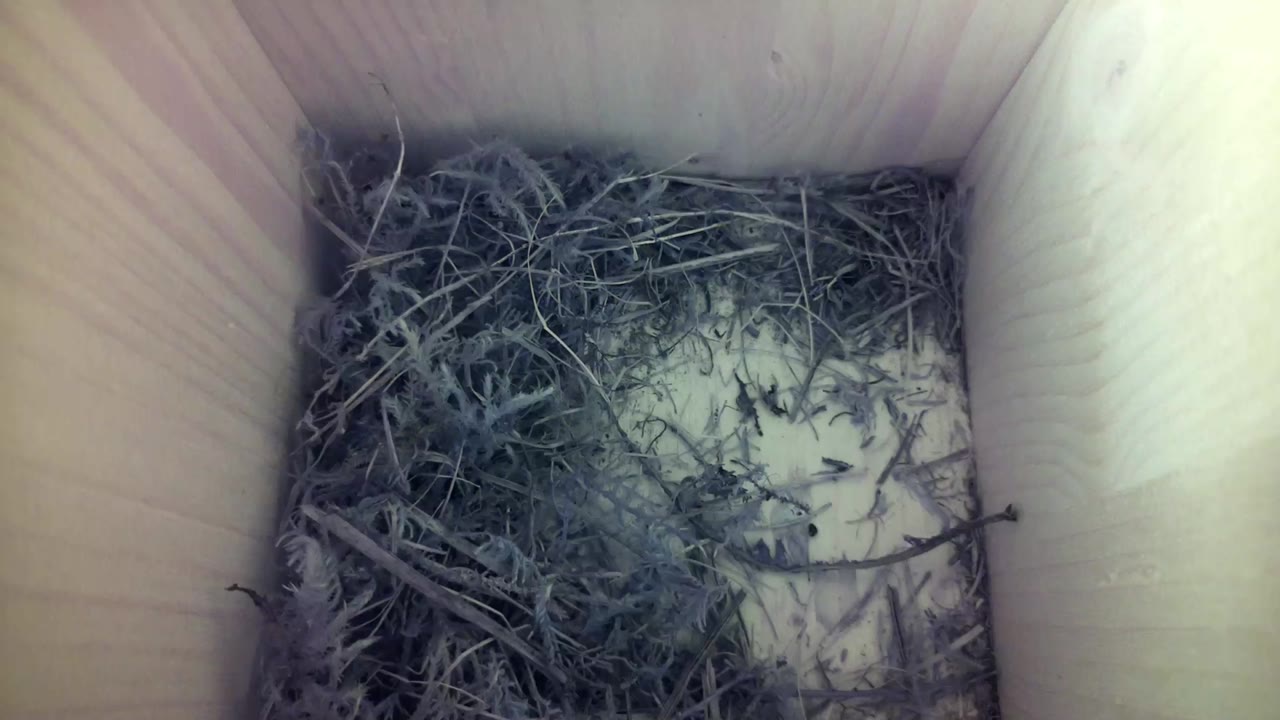 Aufnahme aus dem Vogelhaus
