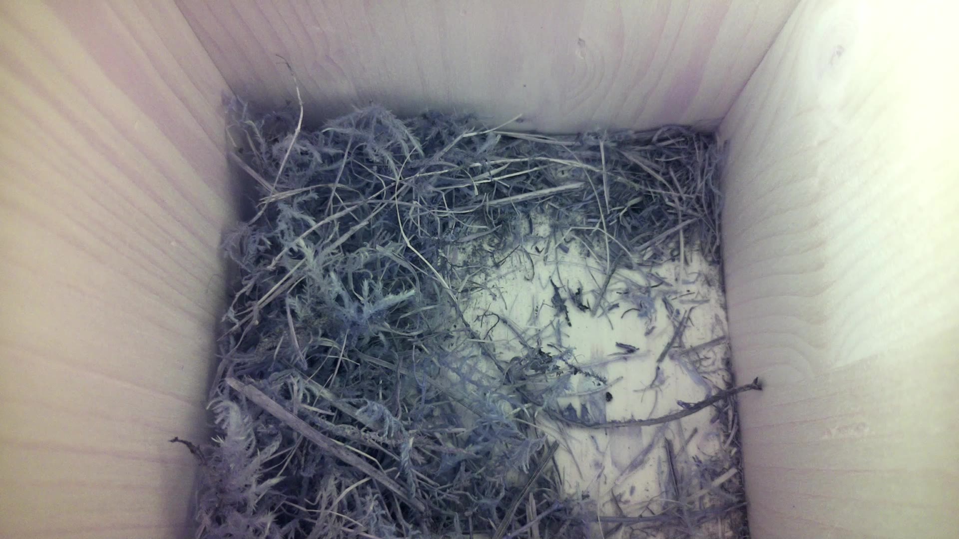 Aufnahme aus dem Vogelhaus