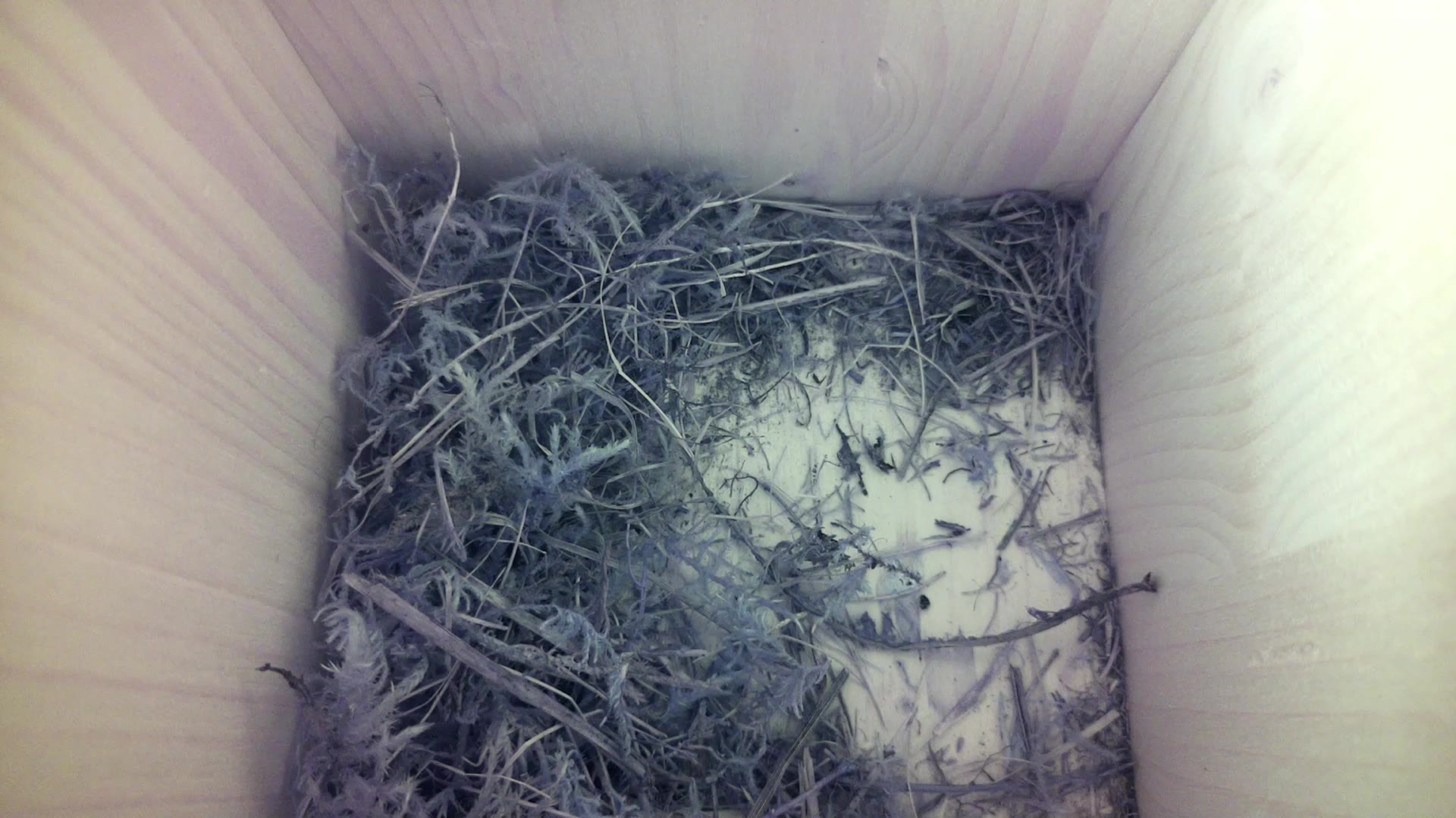 Aufnahme aus dem Vogelhaus