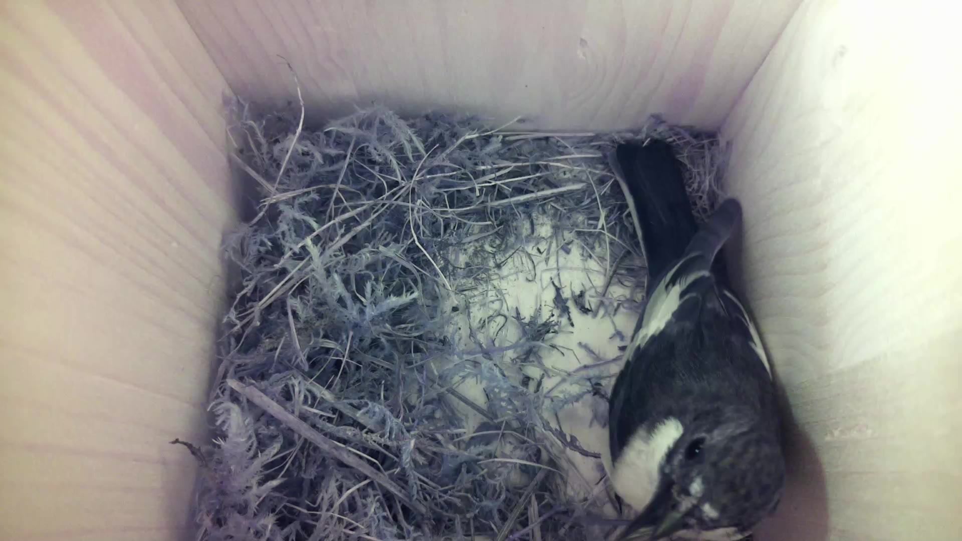 Aufnahme aus dem Vogelhaus