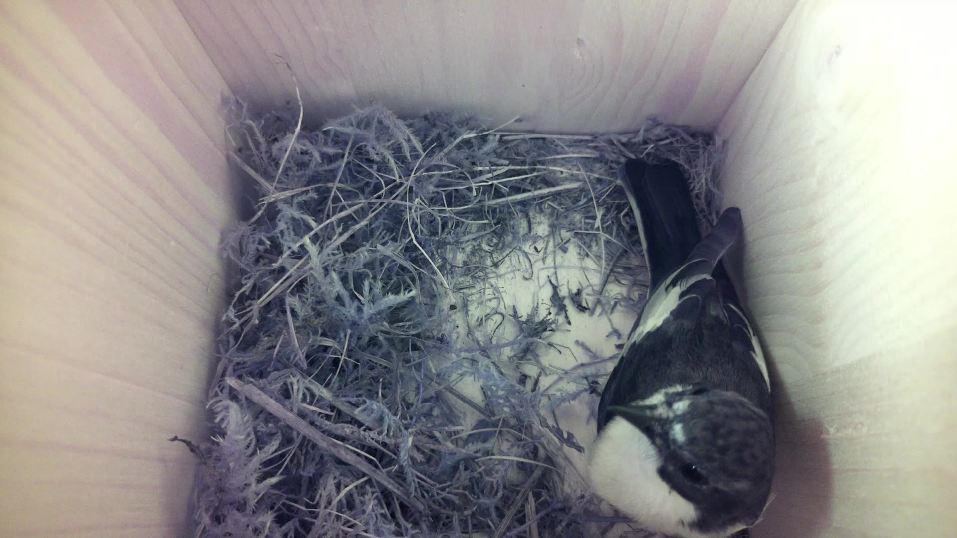 Aufnahme aus dem Vogelhaus