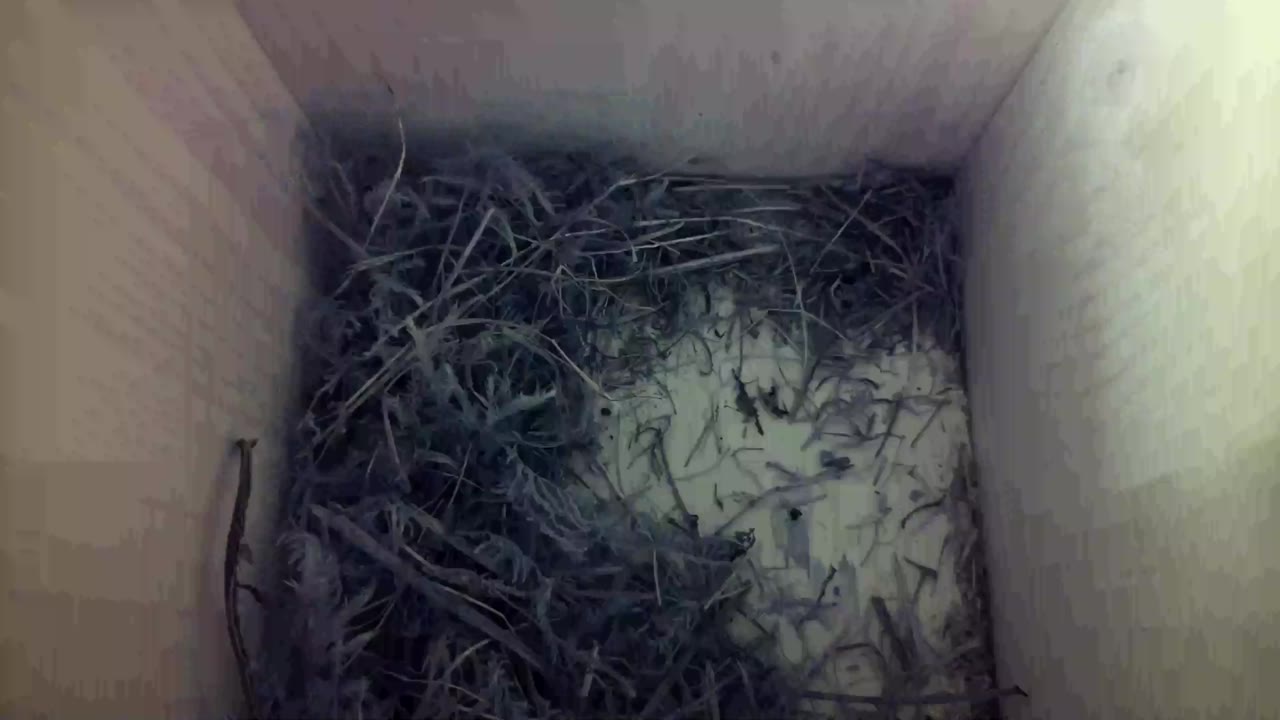 Aufnahme aus dem Vogelhaus