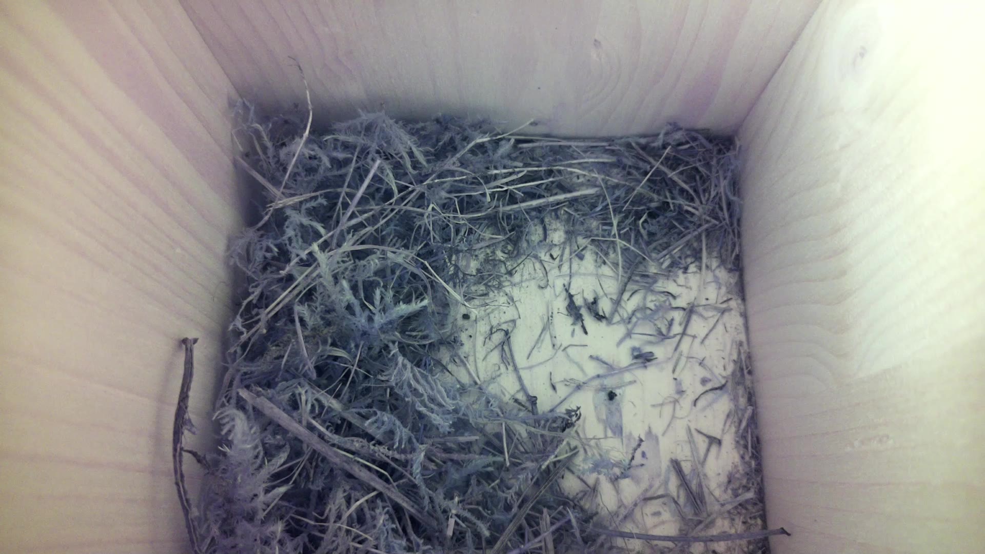 Aufnahme aus dem Vogelhaus