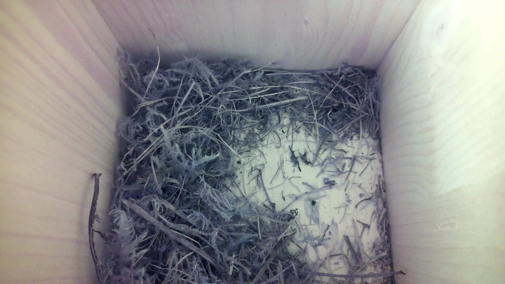 Aufnahme aus dem Vogelhaus