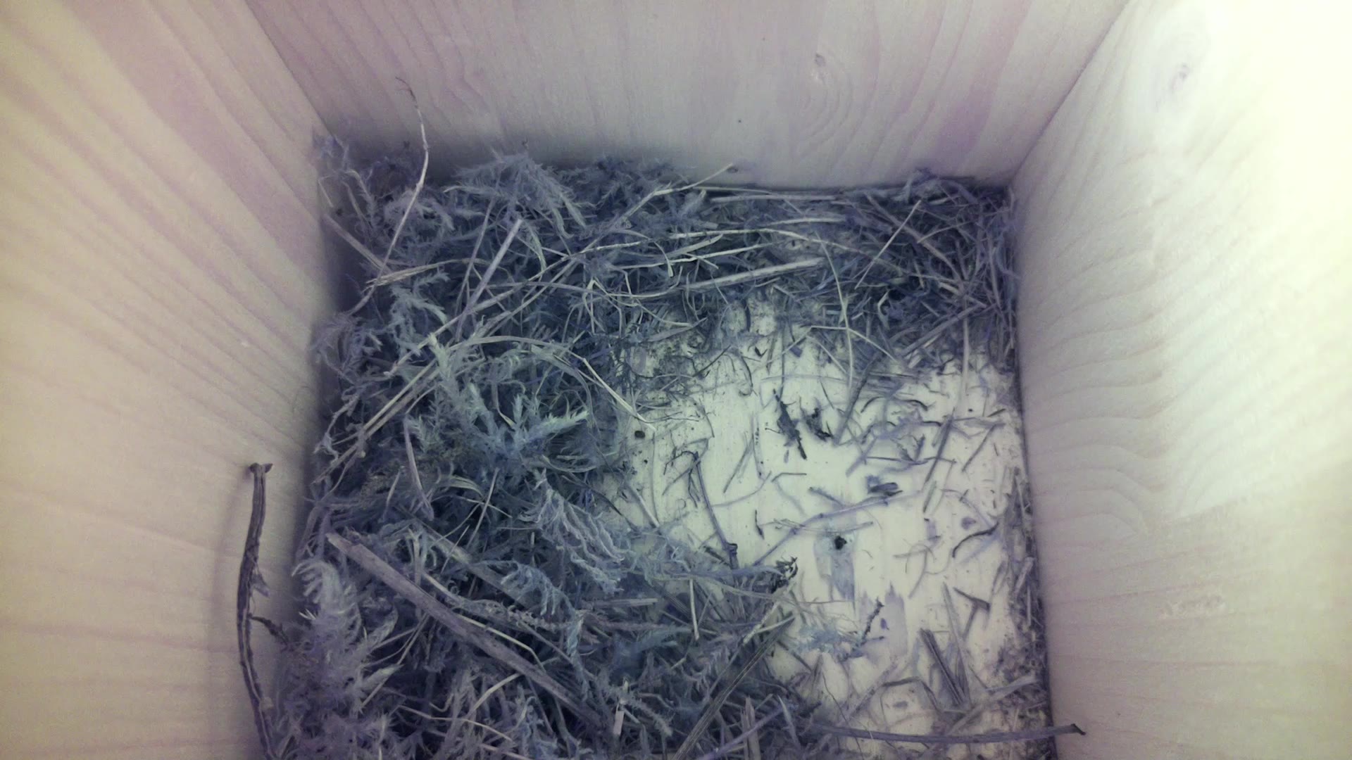 Aufnahme aus dem Vogelhaus