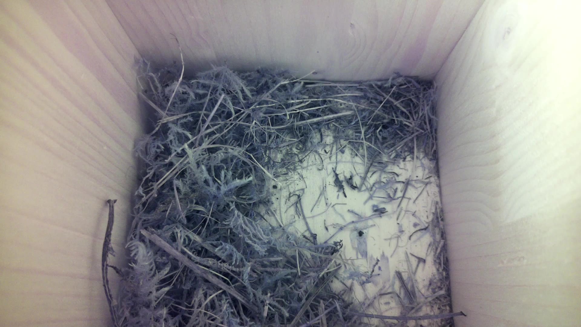 Aufnahme aus dem Vogelhaus