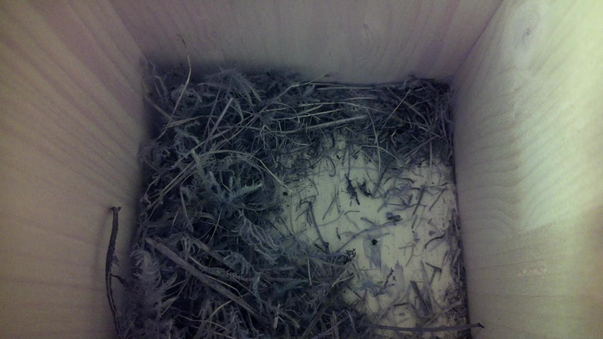 Aufnahme aus dem Vogelhaus