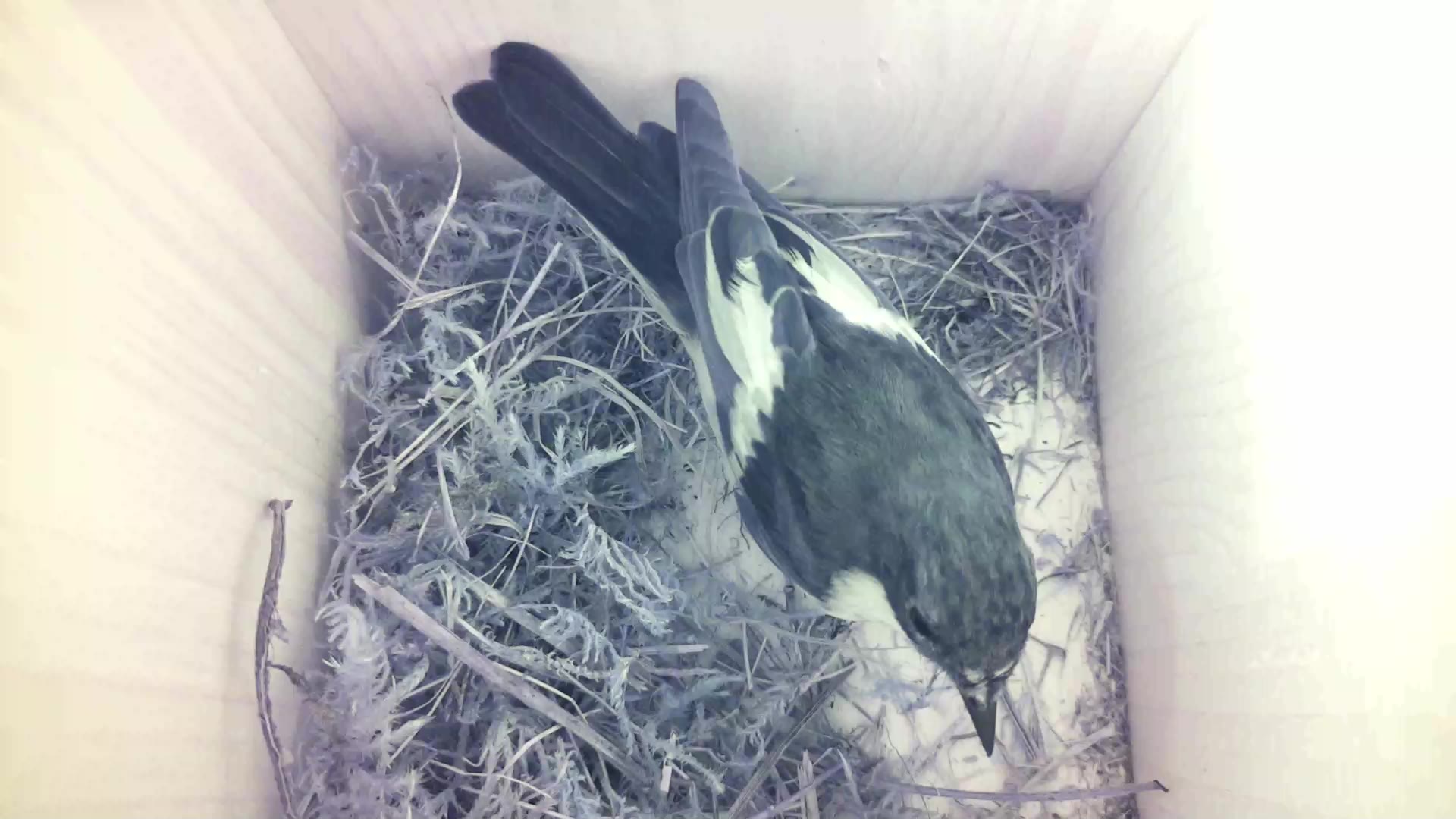 Aufnahme aus dem Vogelhaus