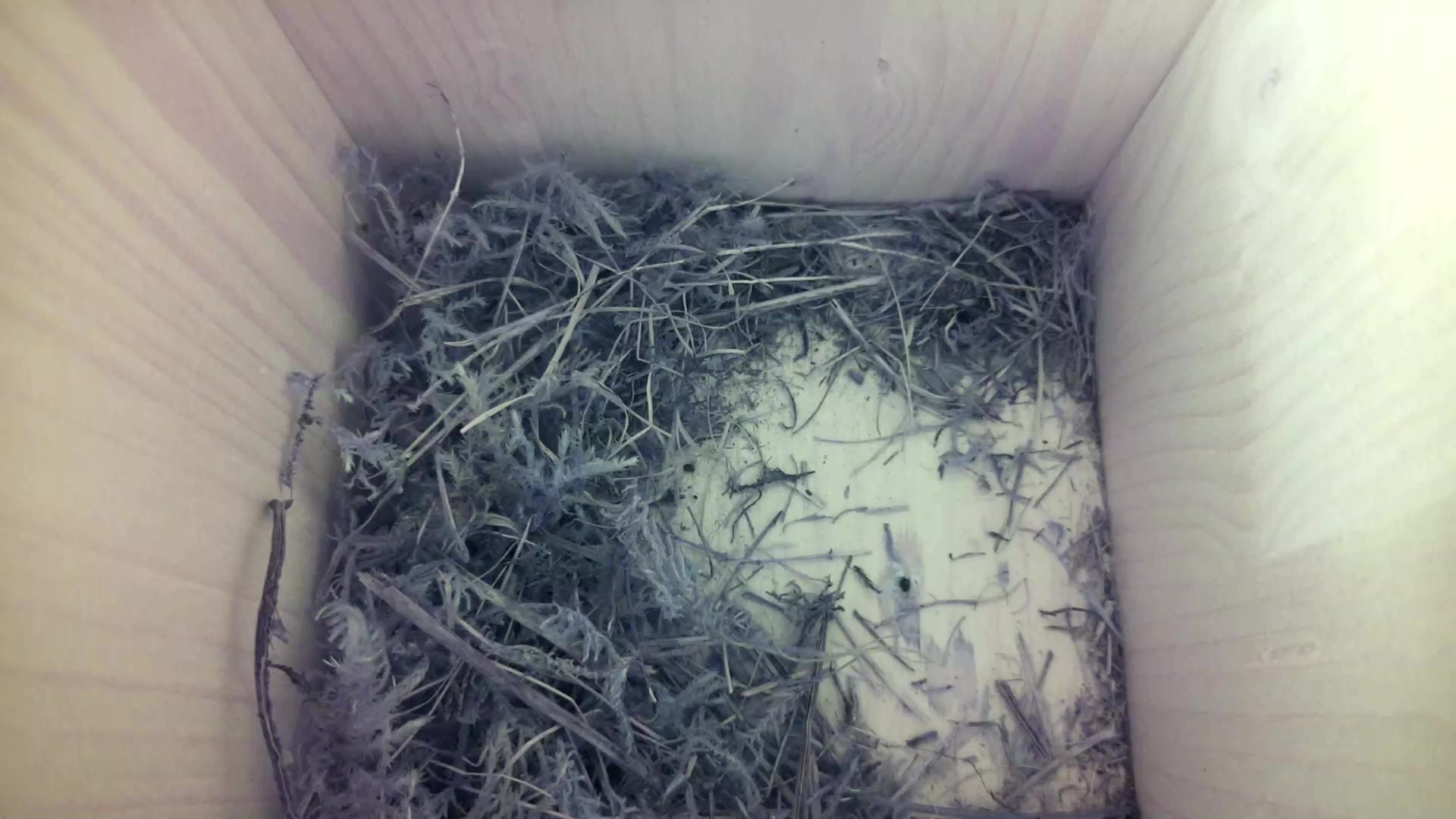 Aufnahme aus dem Vogelhaus