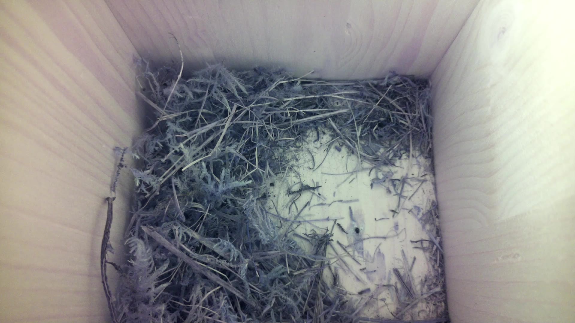 Aufnahme aus dem Vogelhaus
