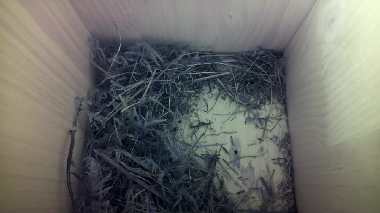 Aufnahme aus dem Vogelhaus