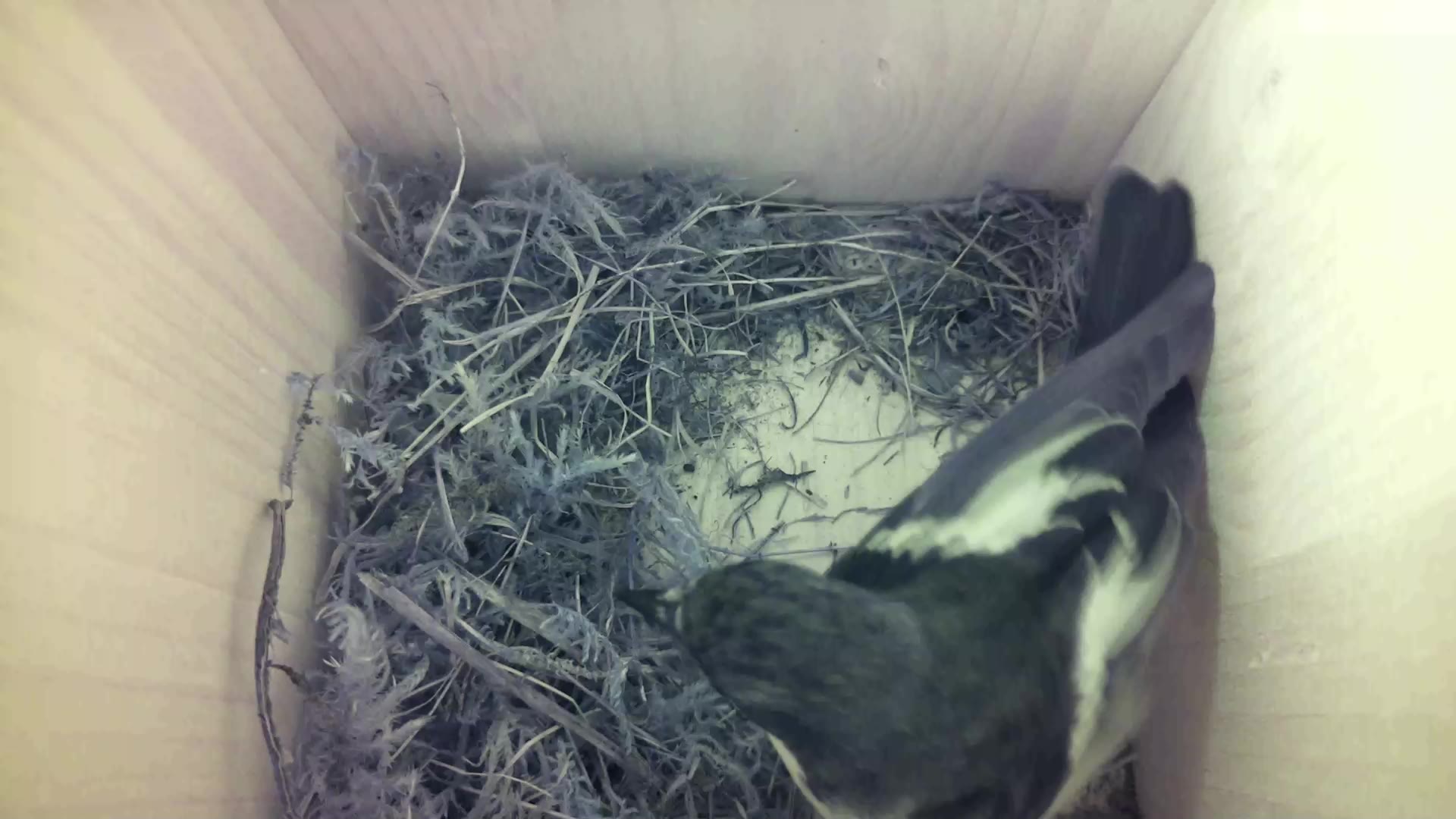 Aufnahme aus dem Vogelhaus