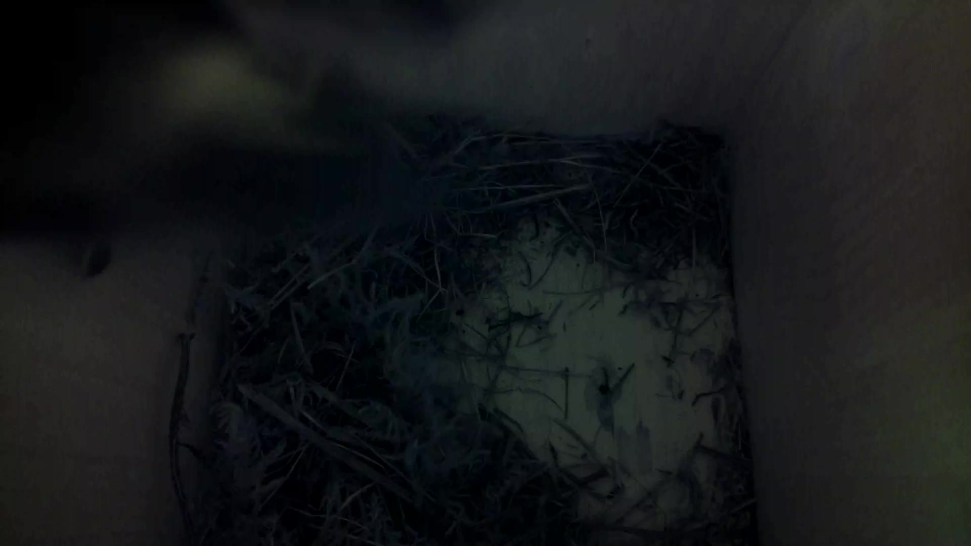 Aufnahme aus dem Vogelhaus