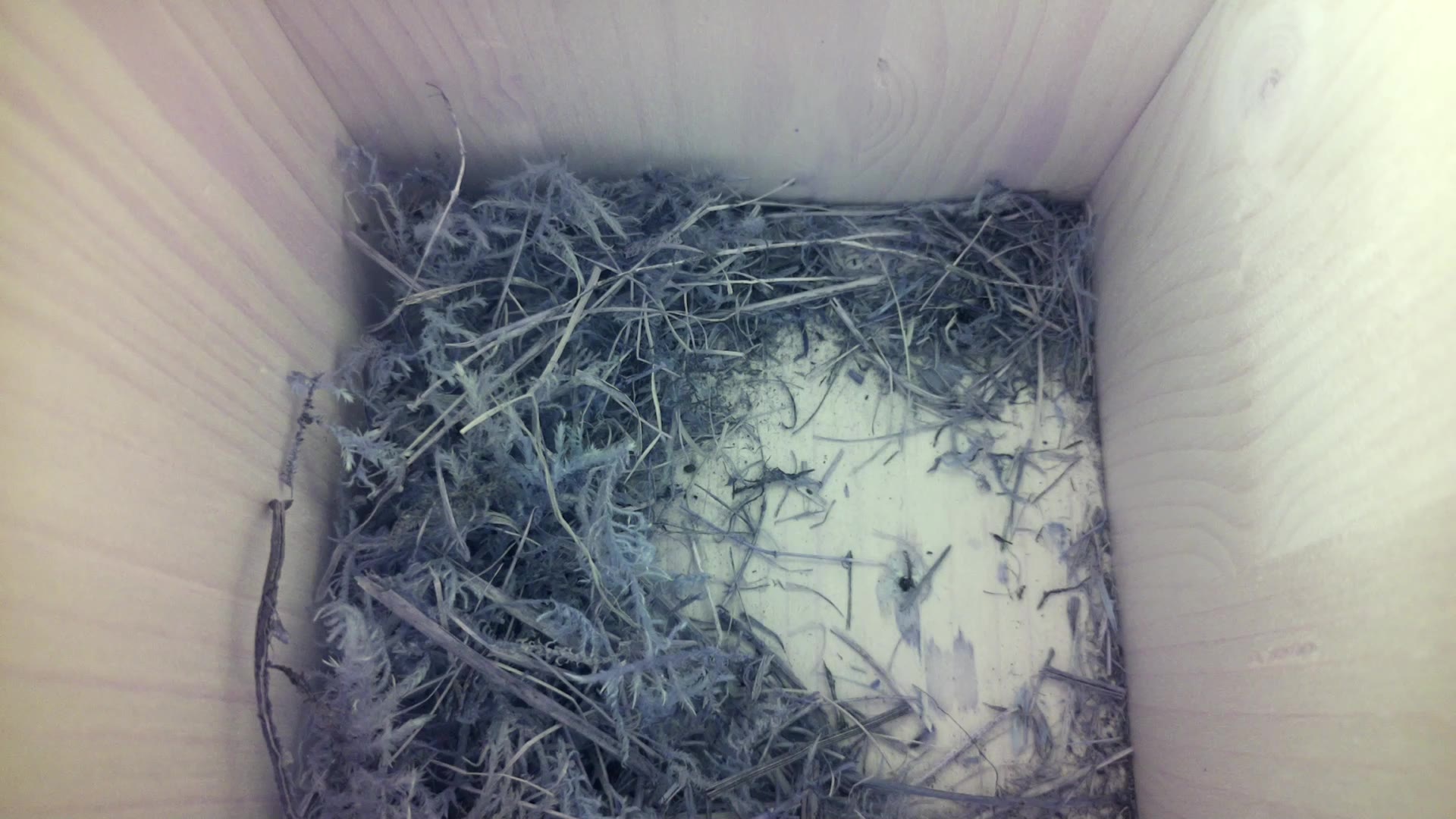 Aufnahme aus dem Vogelhaus