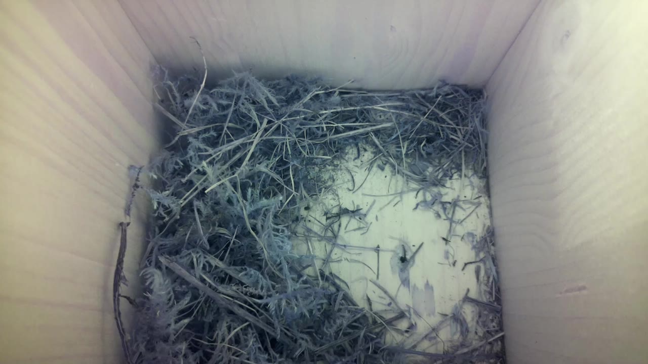 Aufnahme aus dem Vogelhaus