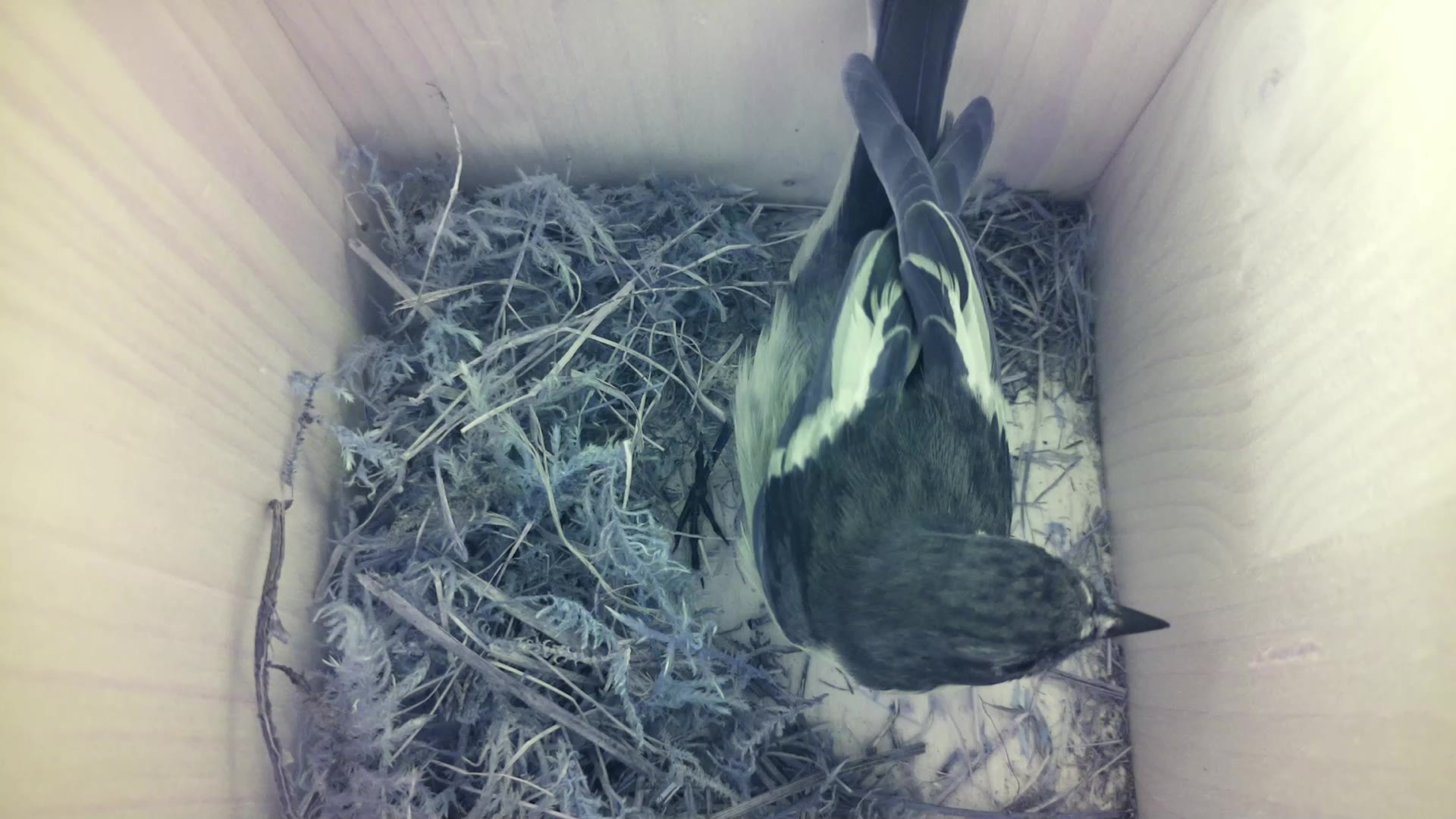 Aufnahme aus dem Vogelhaus