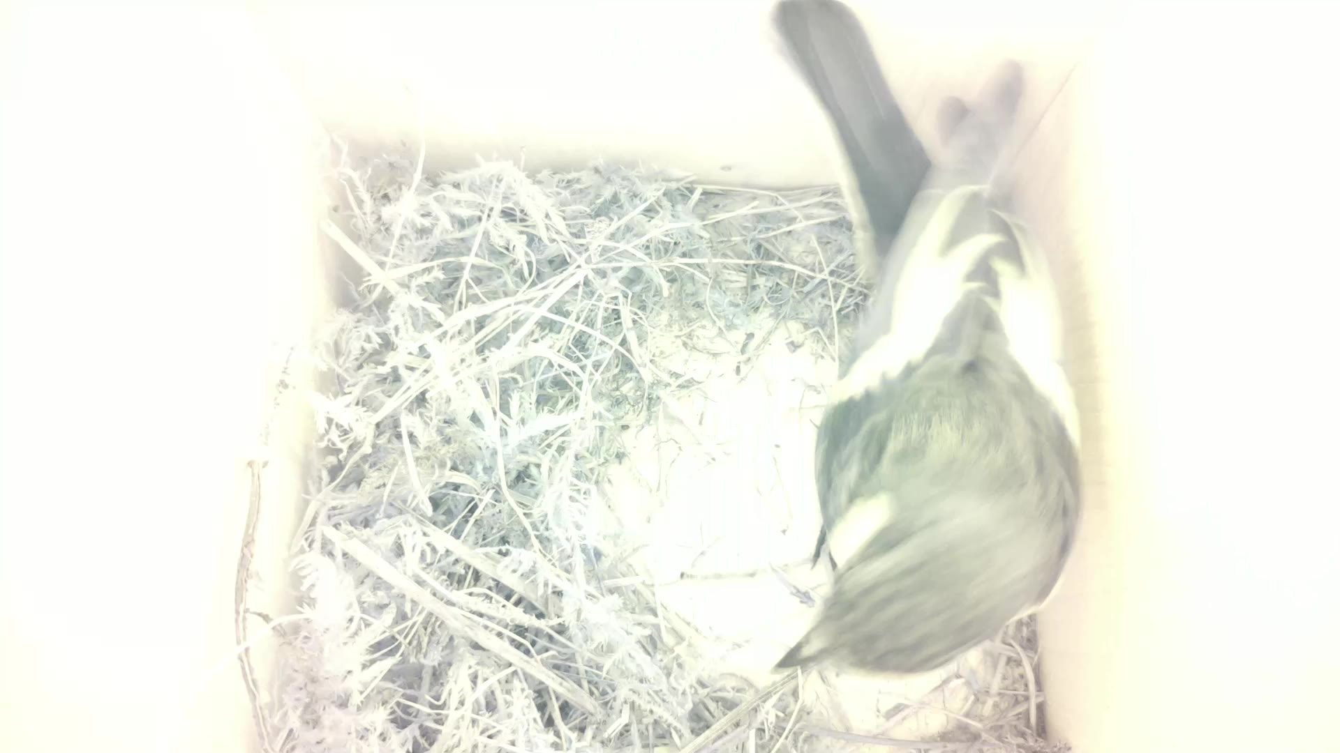Aufnahme aus dem Vogelhaus