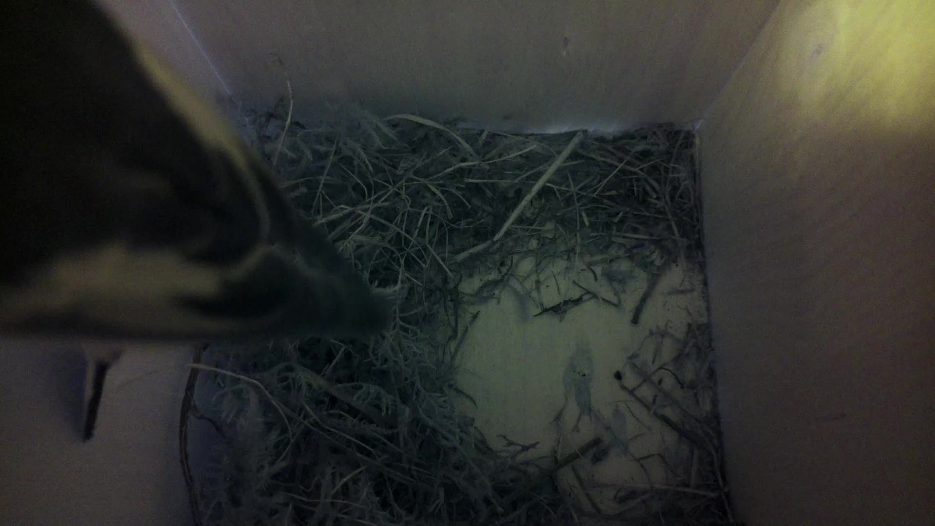 Aufnahme aus dem Vogelhaus