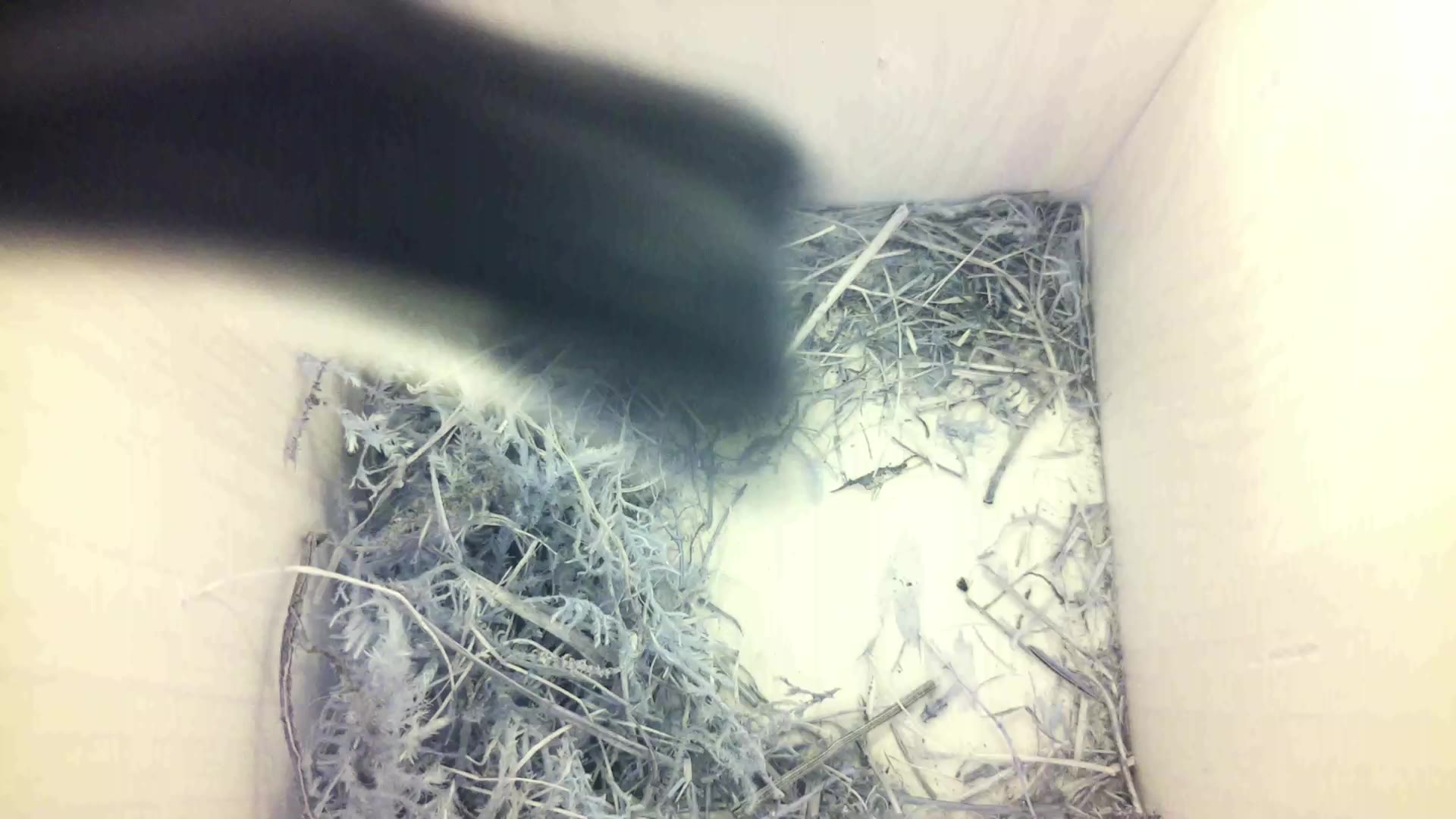 Aufnahme aus dem Vogelhaus