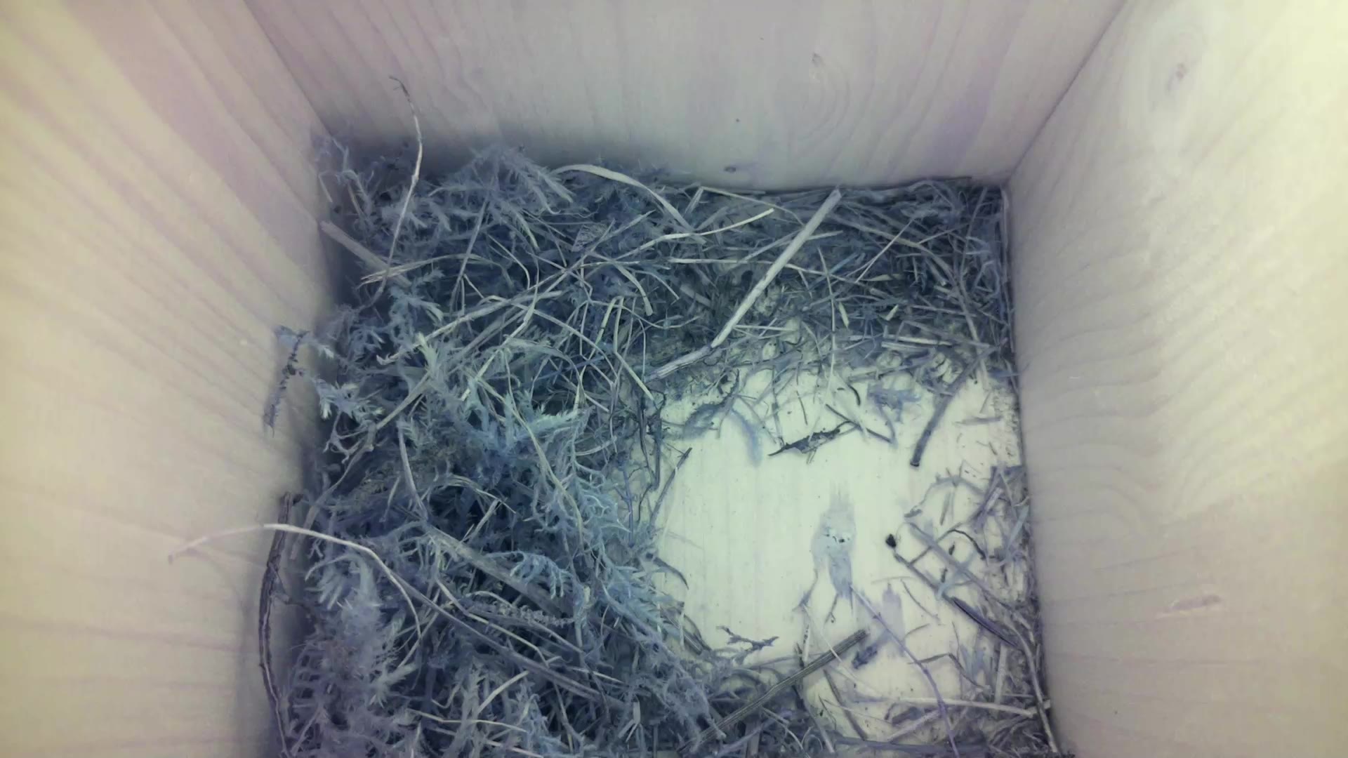 Aufnahme aus dem Vogelhaus