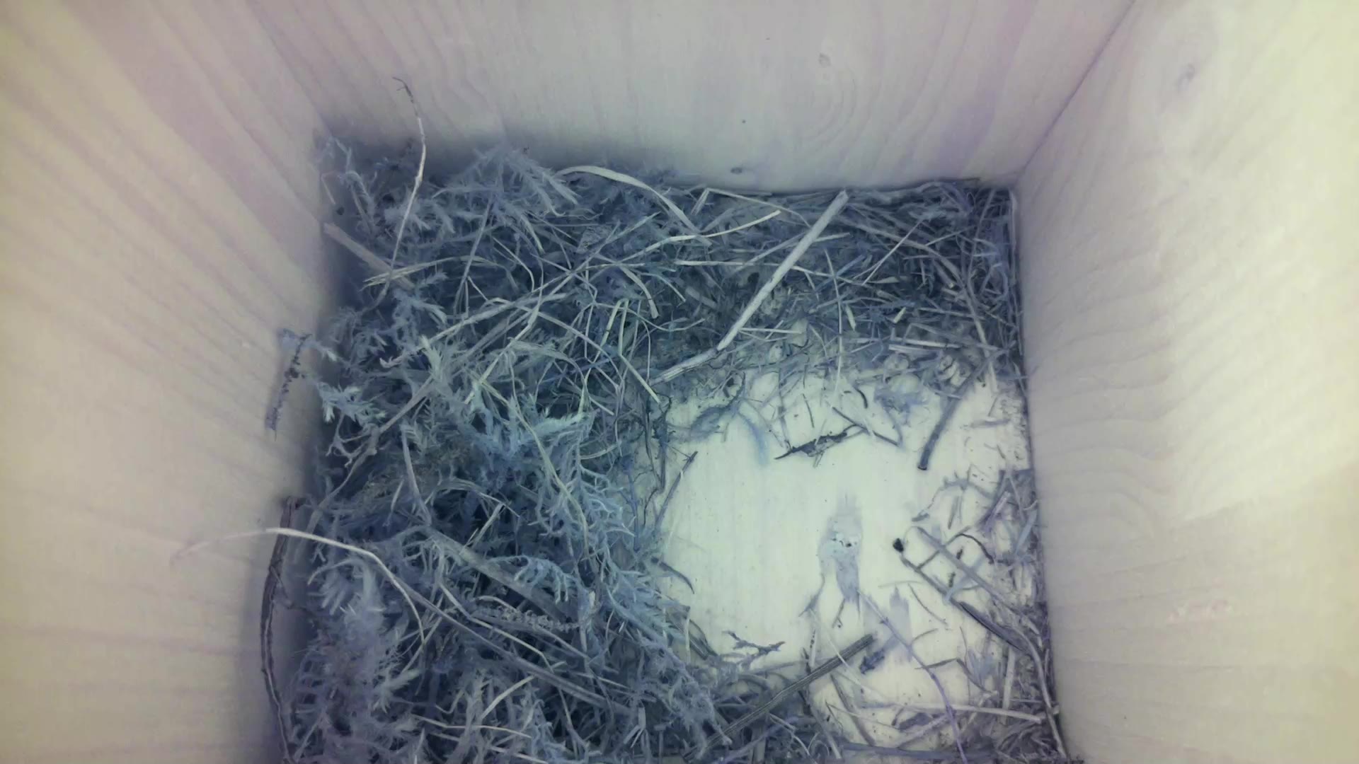 Aufnahme aus dem Vogelhaus