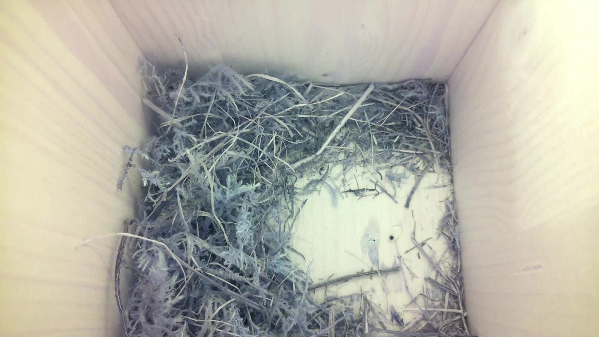 Aufnahme aus dem Vogelhaus