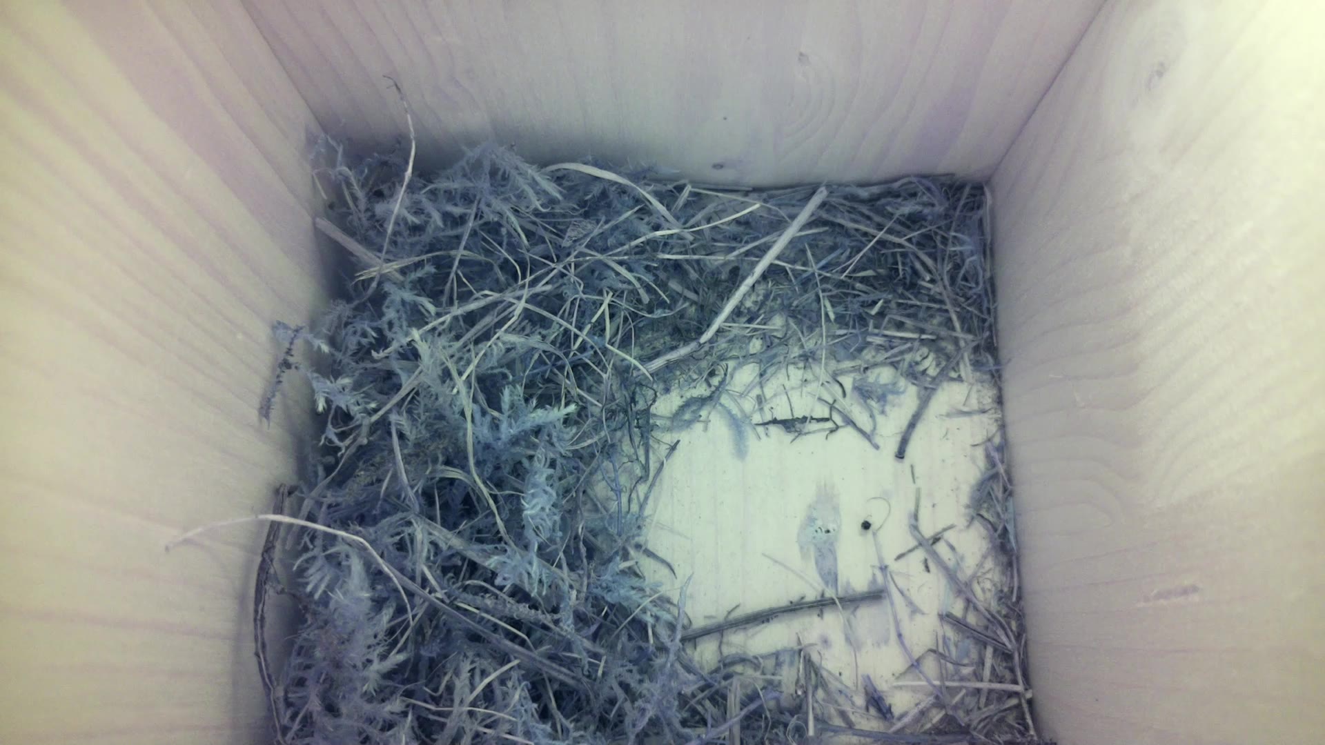 Aufnahme aus dem Vogelhaus
