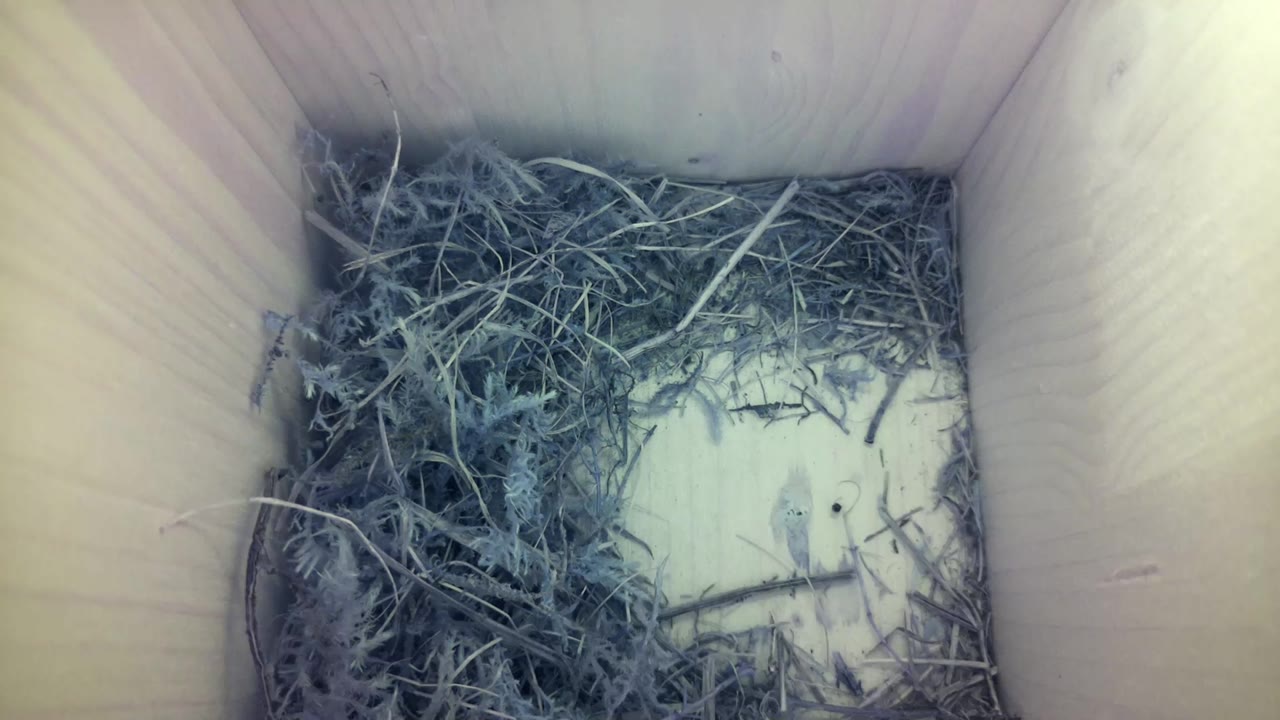 Aufnahme aus dem Vogelhaus