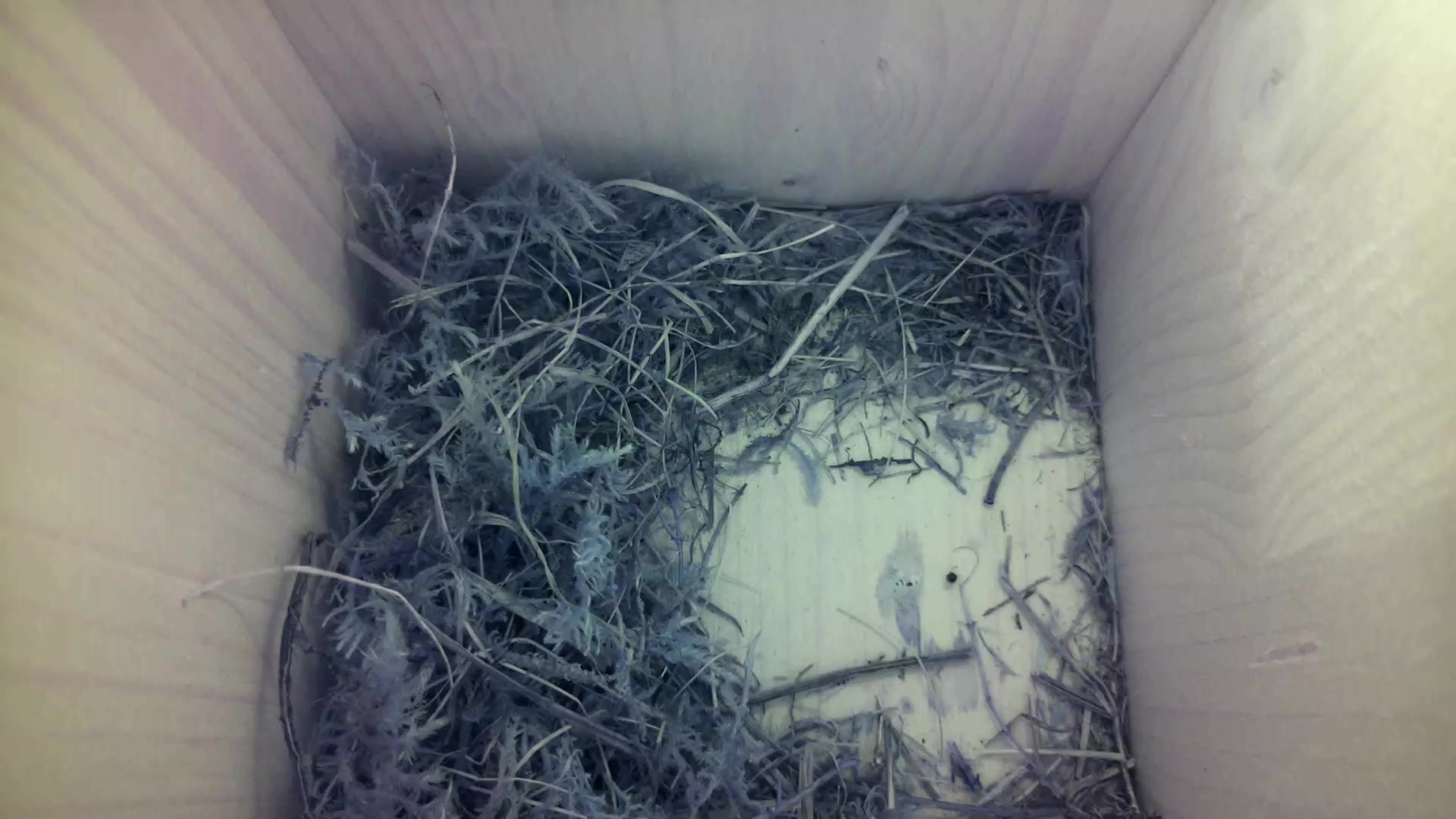 Aufnahme aus dem Vogelhaus