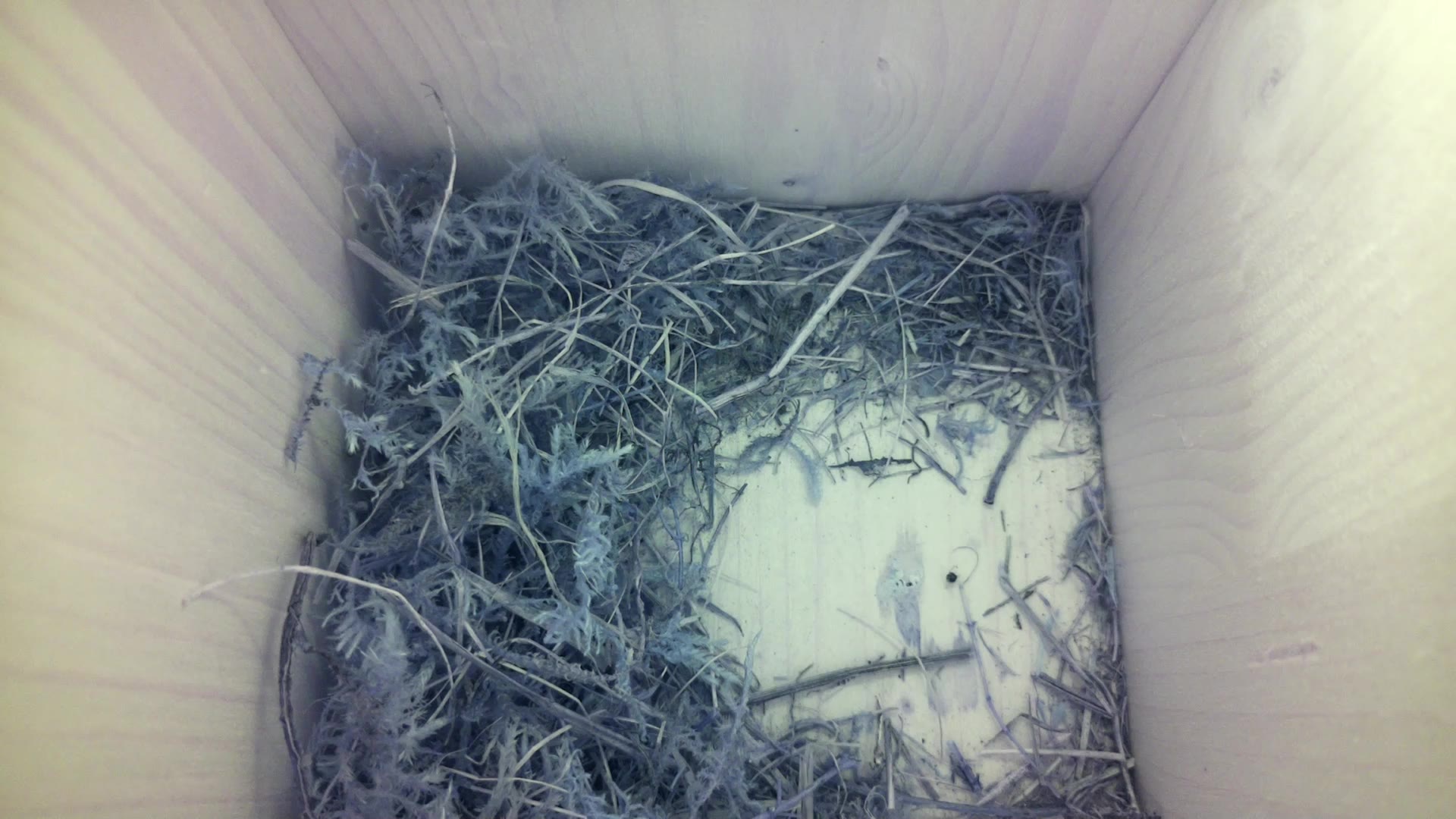 Aufnahme aus dem Vogelhaus