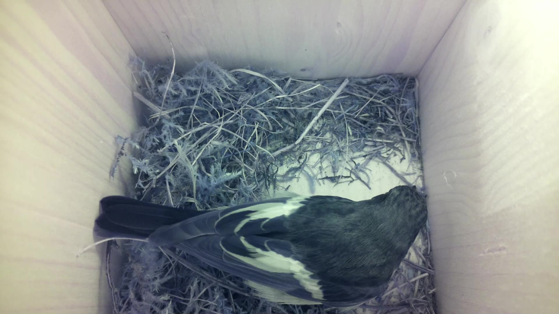 Aufnahme aus dem Vogelhaus