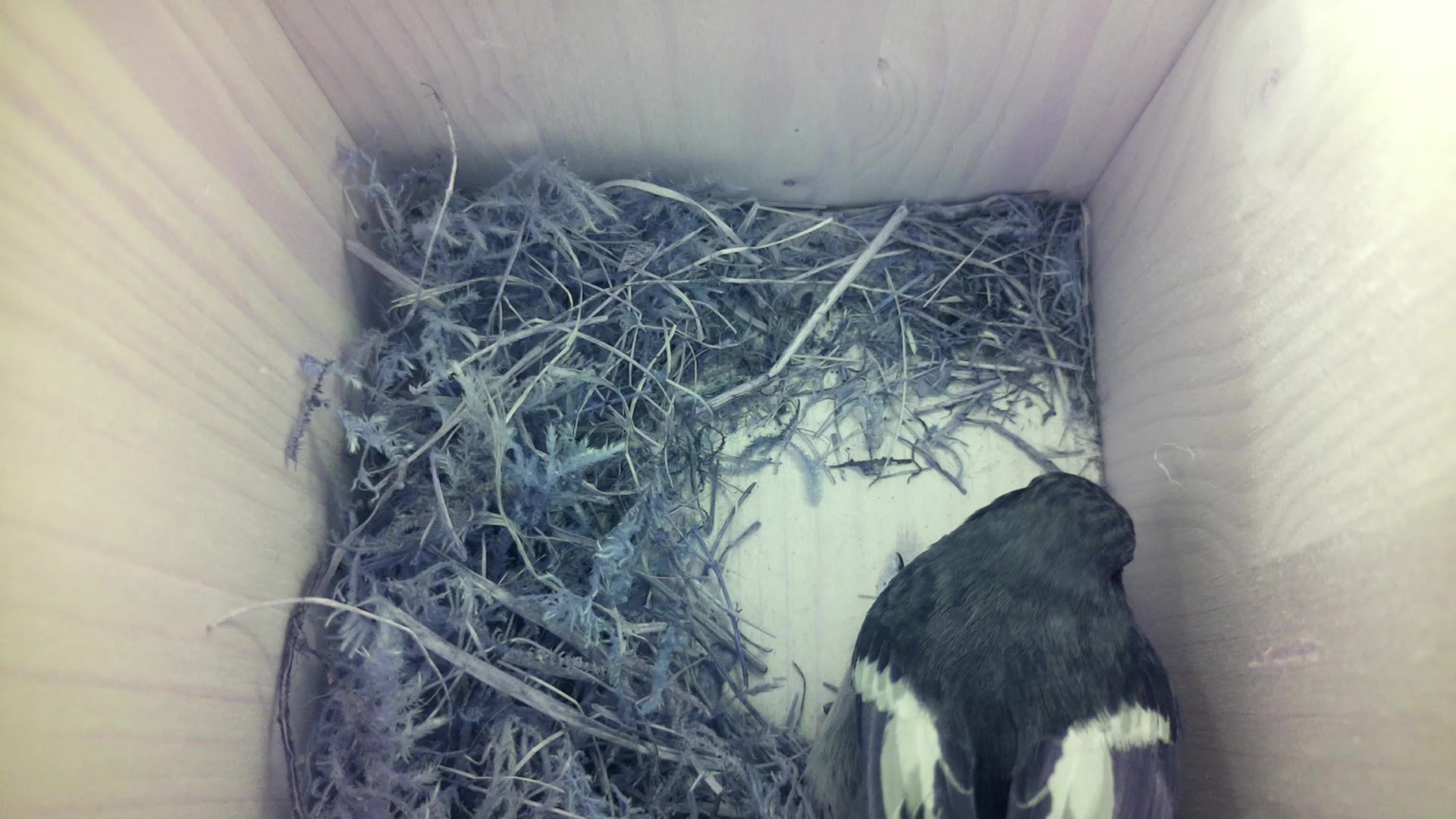 Aufnahme aus dem Vogelhaus