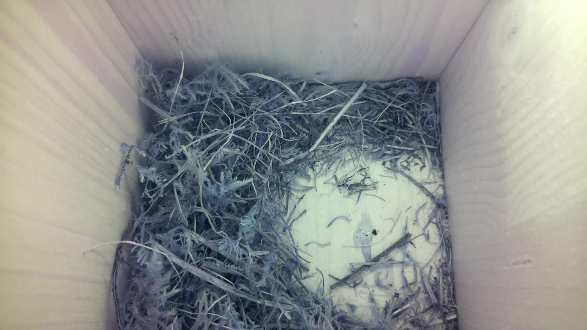 Aufnahme aus dem Vogelhaus