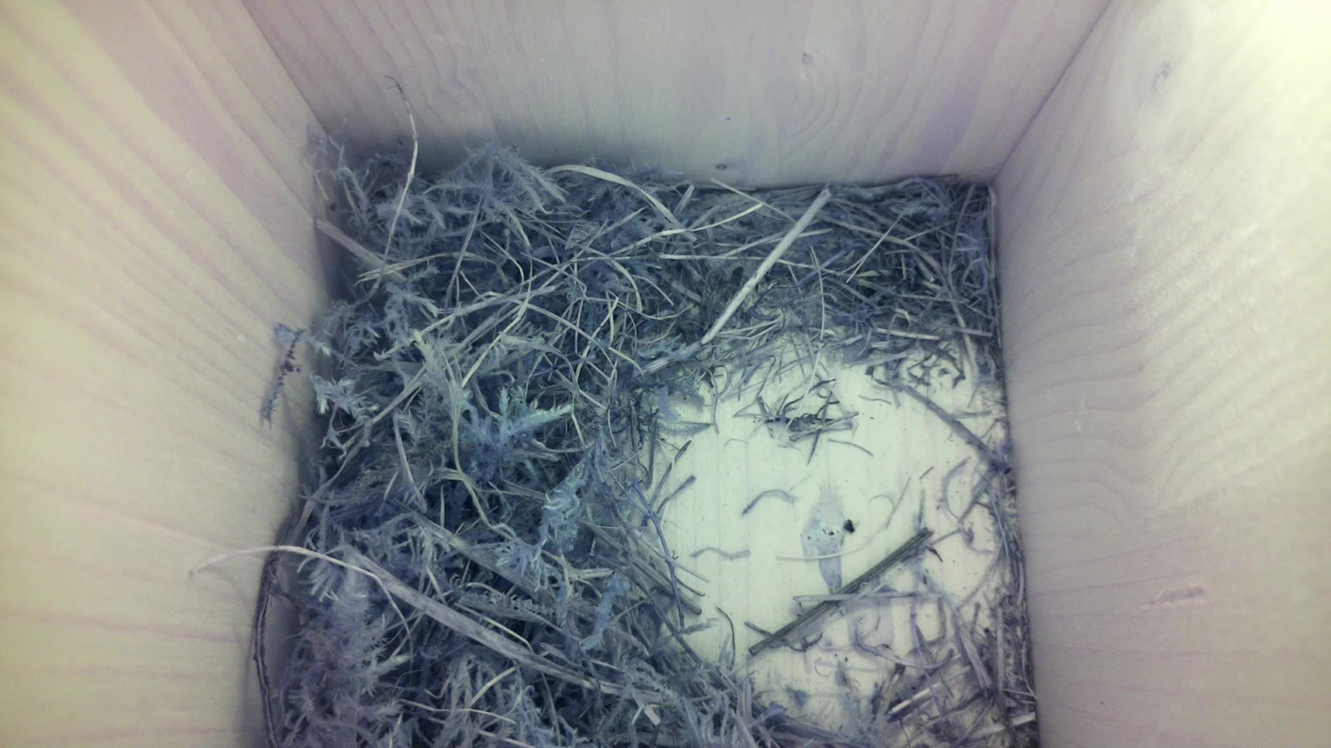 Aufnahme aus dem Vogelhaus