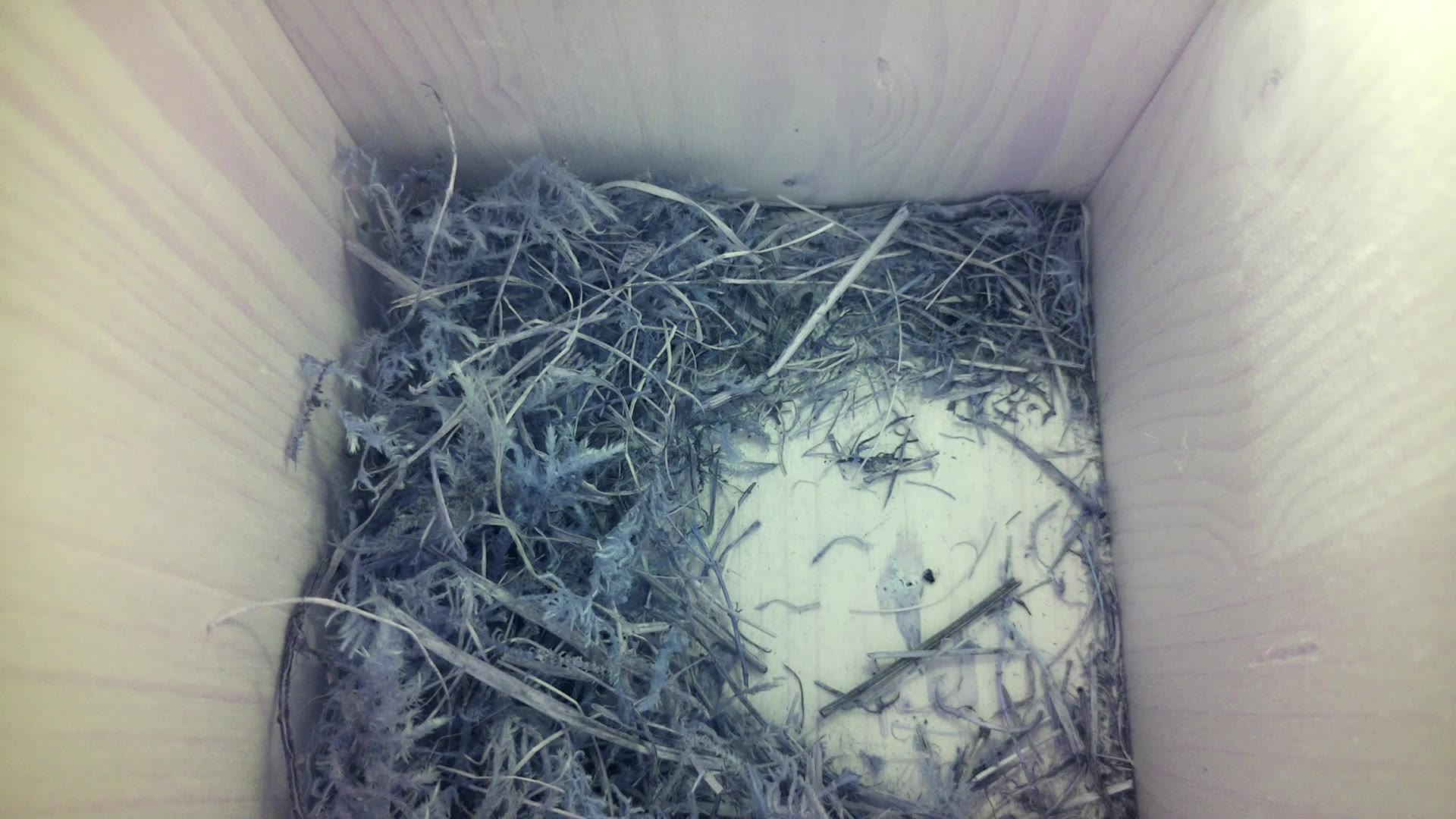 Aufnahme aus dem Vogelhaus