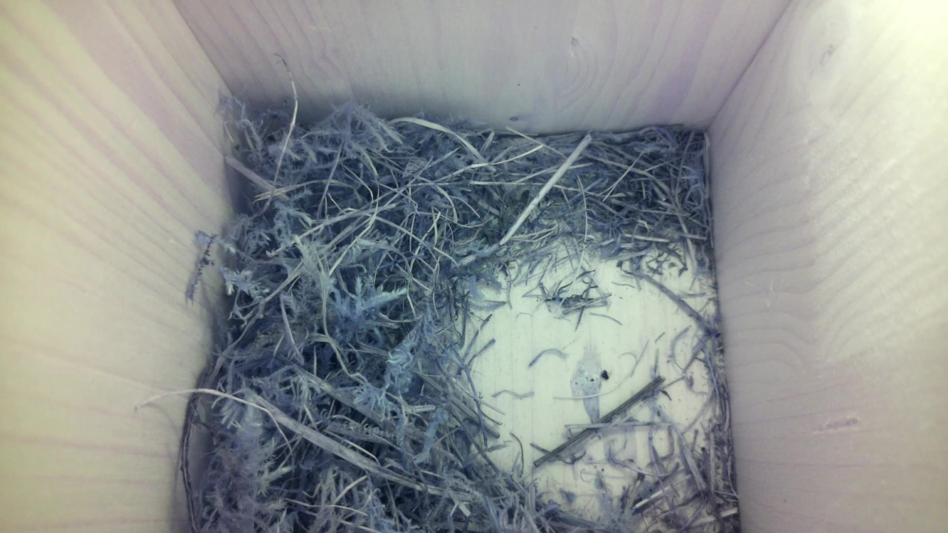 Aufnahme aus dem Vogelhaus