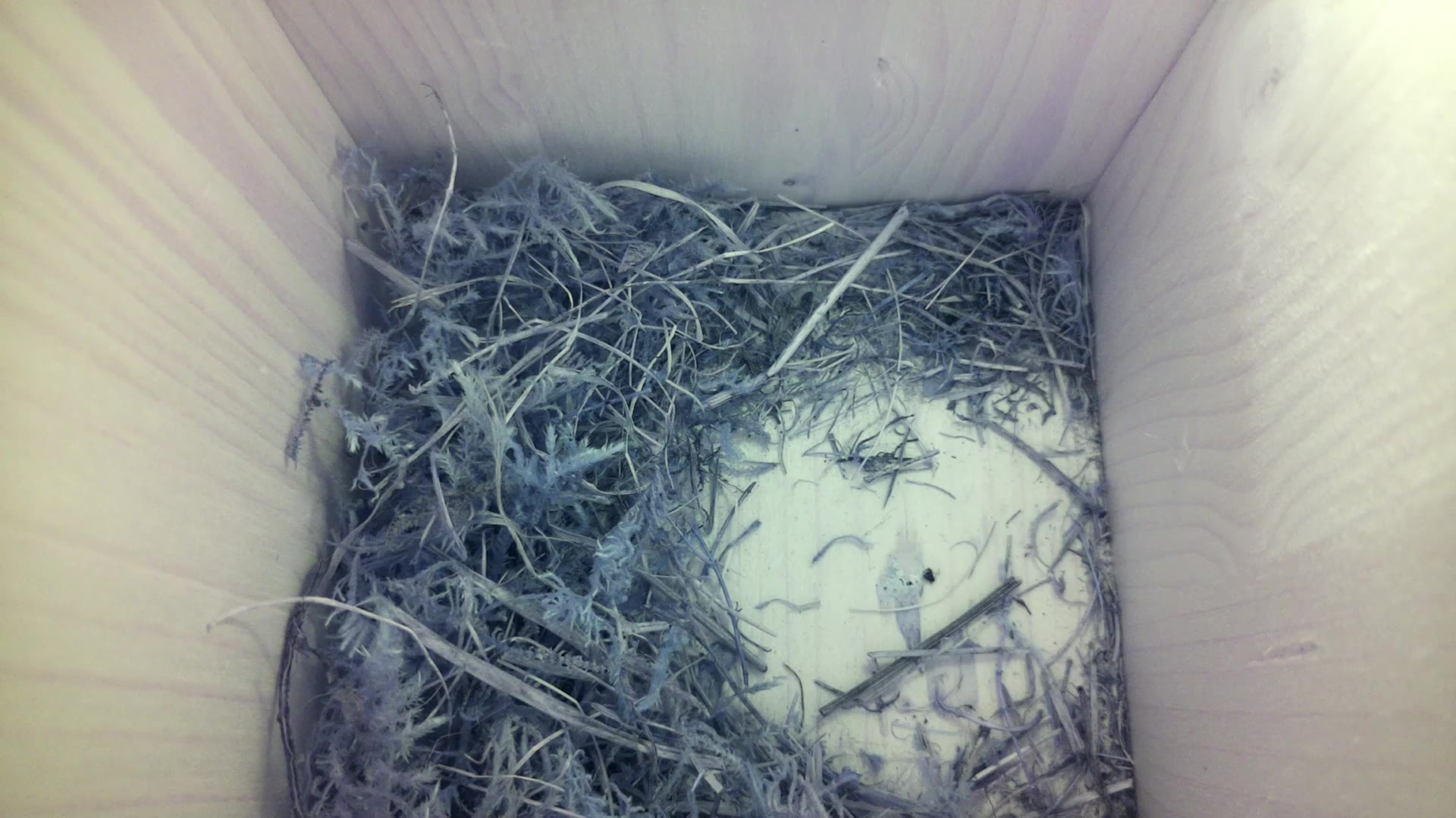 Aufnahme aus dem Vogelhaus