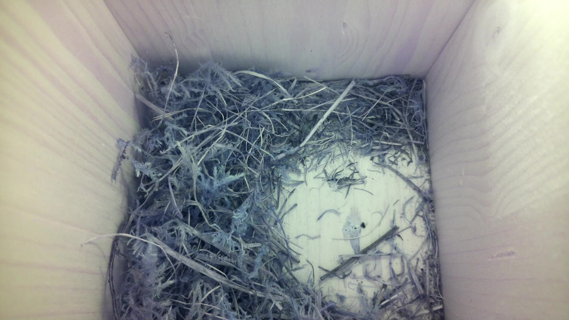 Aufnahme aus dem Vogelhaus