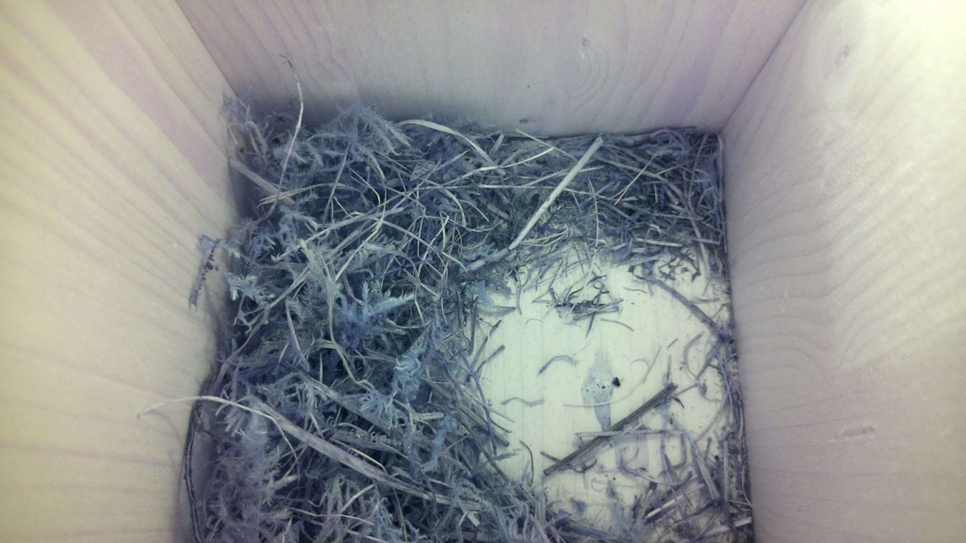 Aufnahme aus dem Vogelhaus
