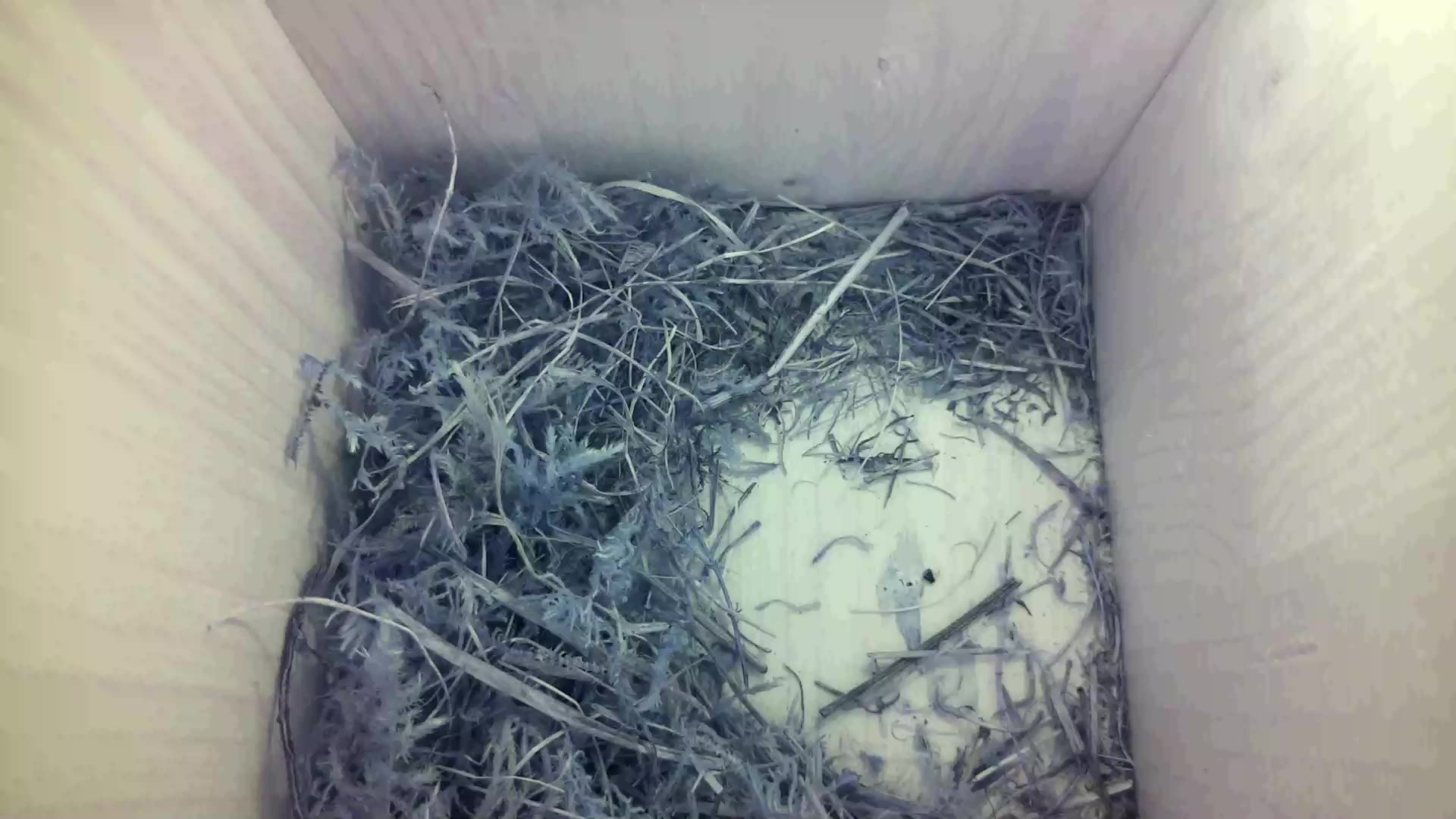 Aufnahme aus dem Vogelhaus