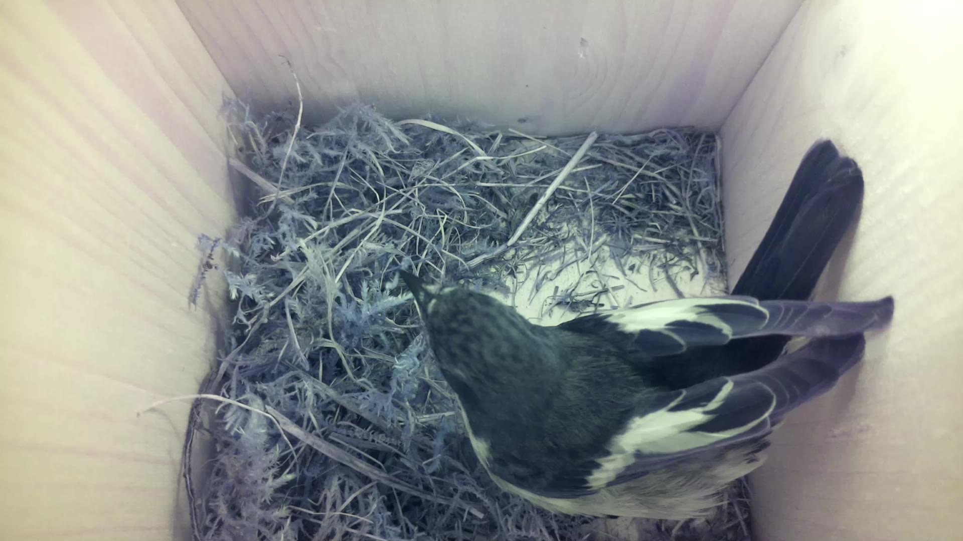 Aufnahme aus dem Vogelhaus