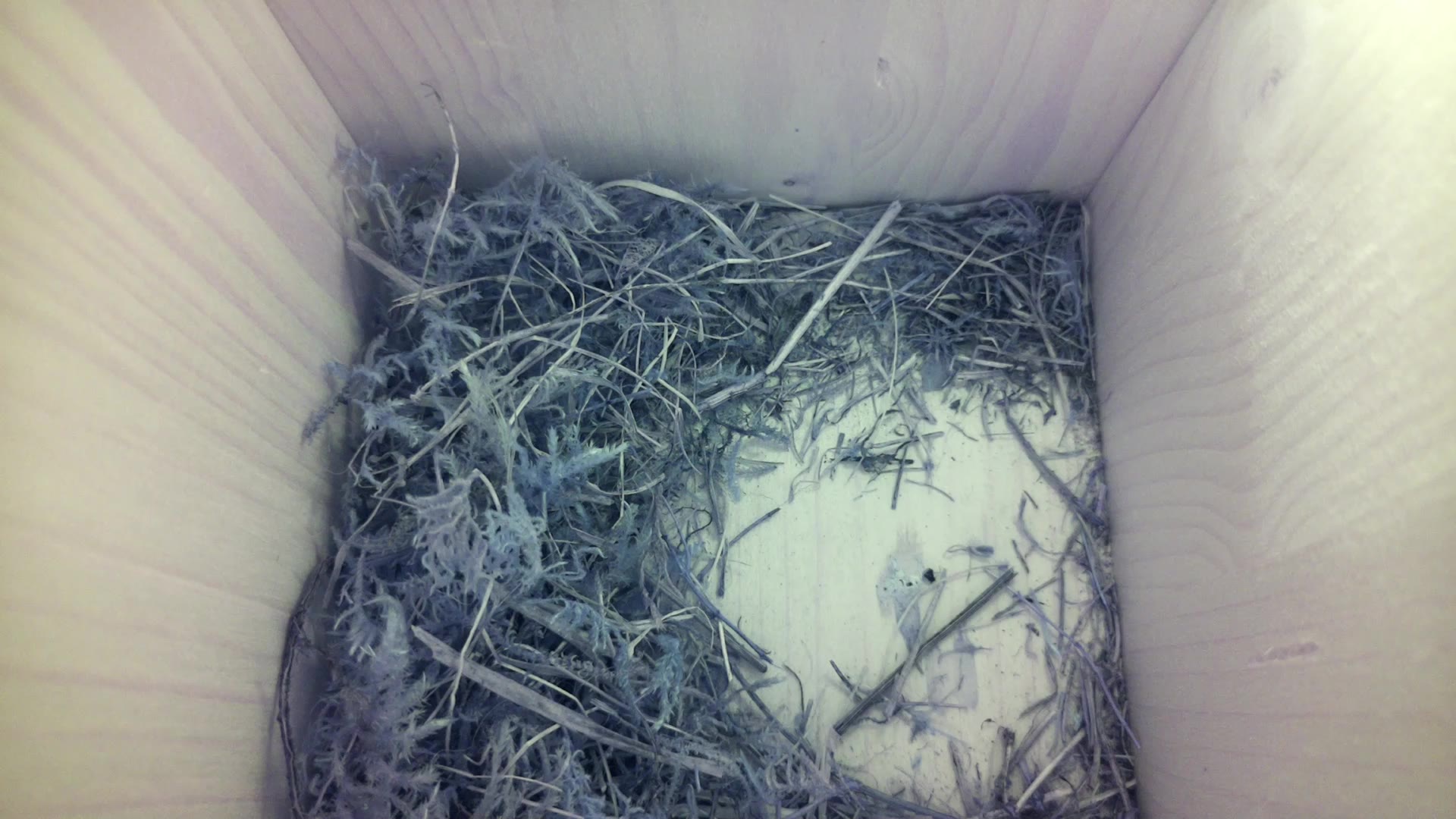Aufnahme aus dem Vogelhaus