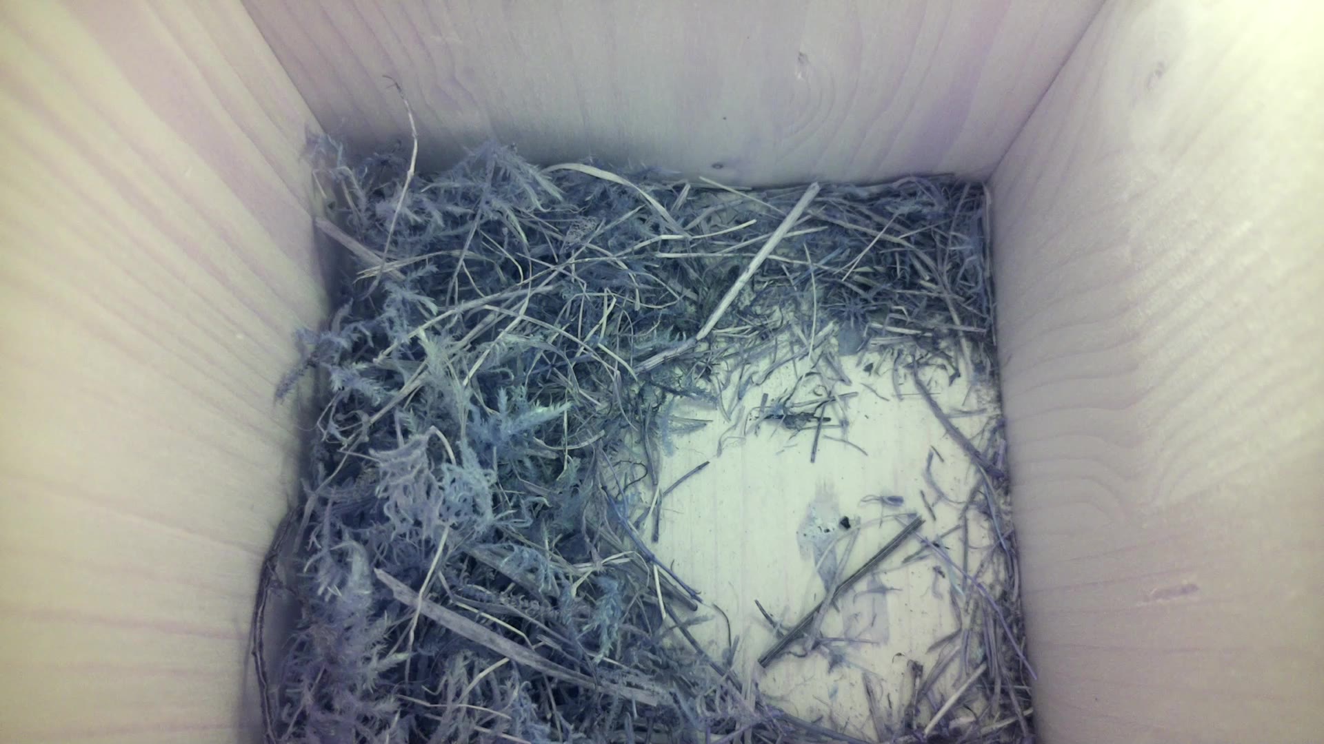 Aufnahme aus dem Vogelhaus