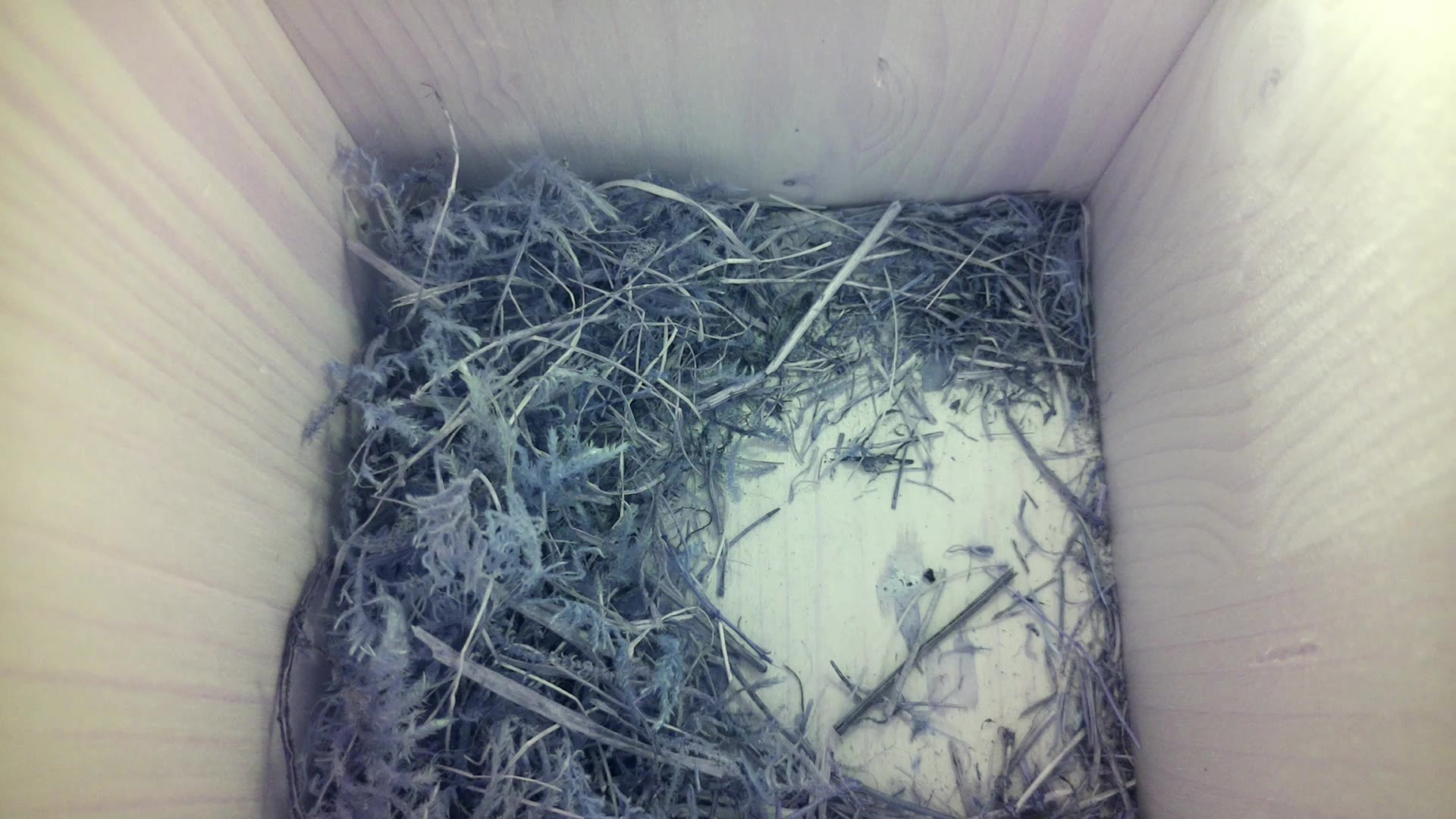 Aufnahme aus dem Vogelhaus
