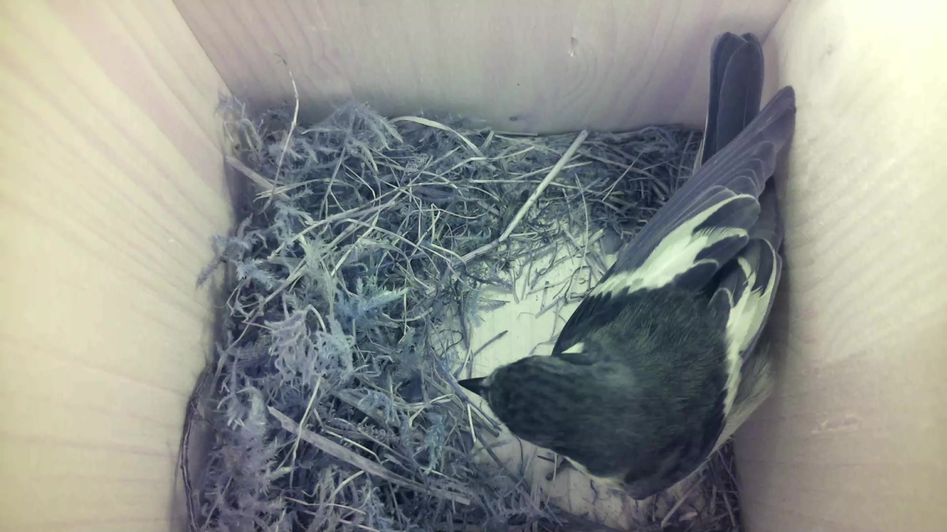 Aufnahme aus dem Vogelhaus