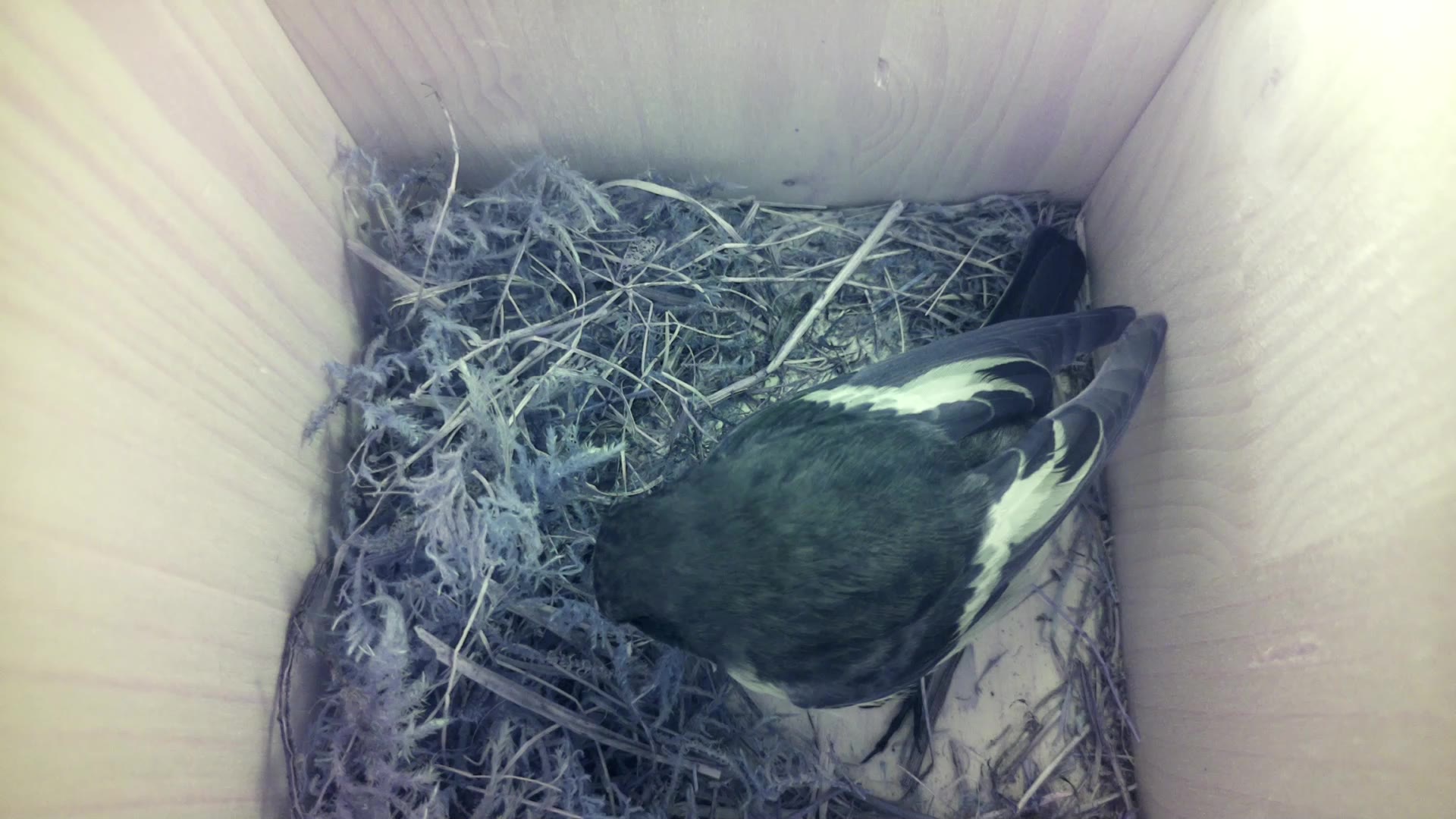 Aufnahme aus dem Vogelhaus