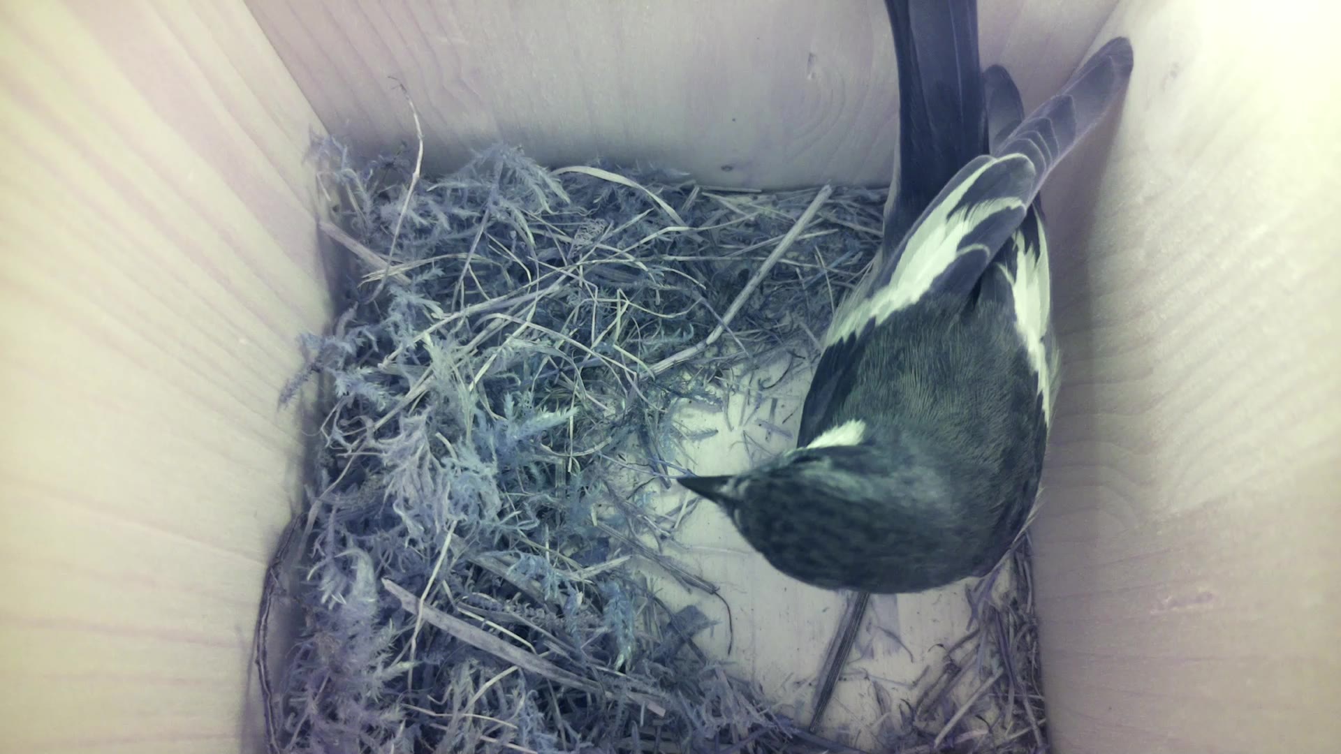 Aufnahme aus dem Vogelhaus