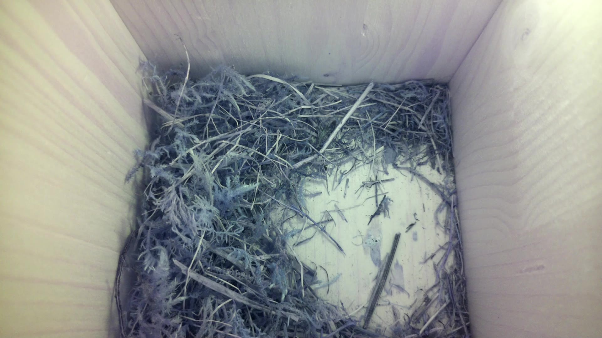 Aufnahme aus dem Vogelhaus
