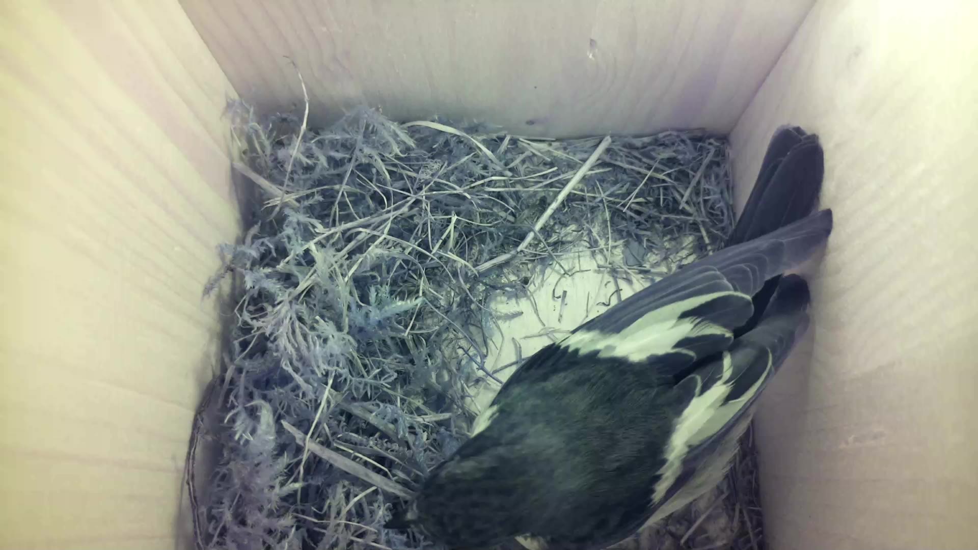 Aufnahme aus dem Vogelhaus