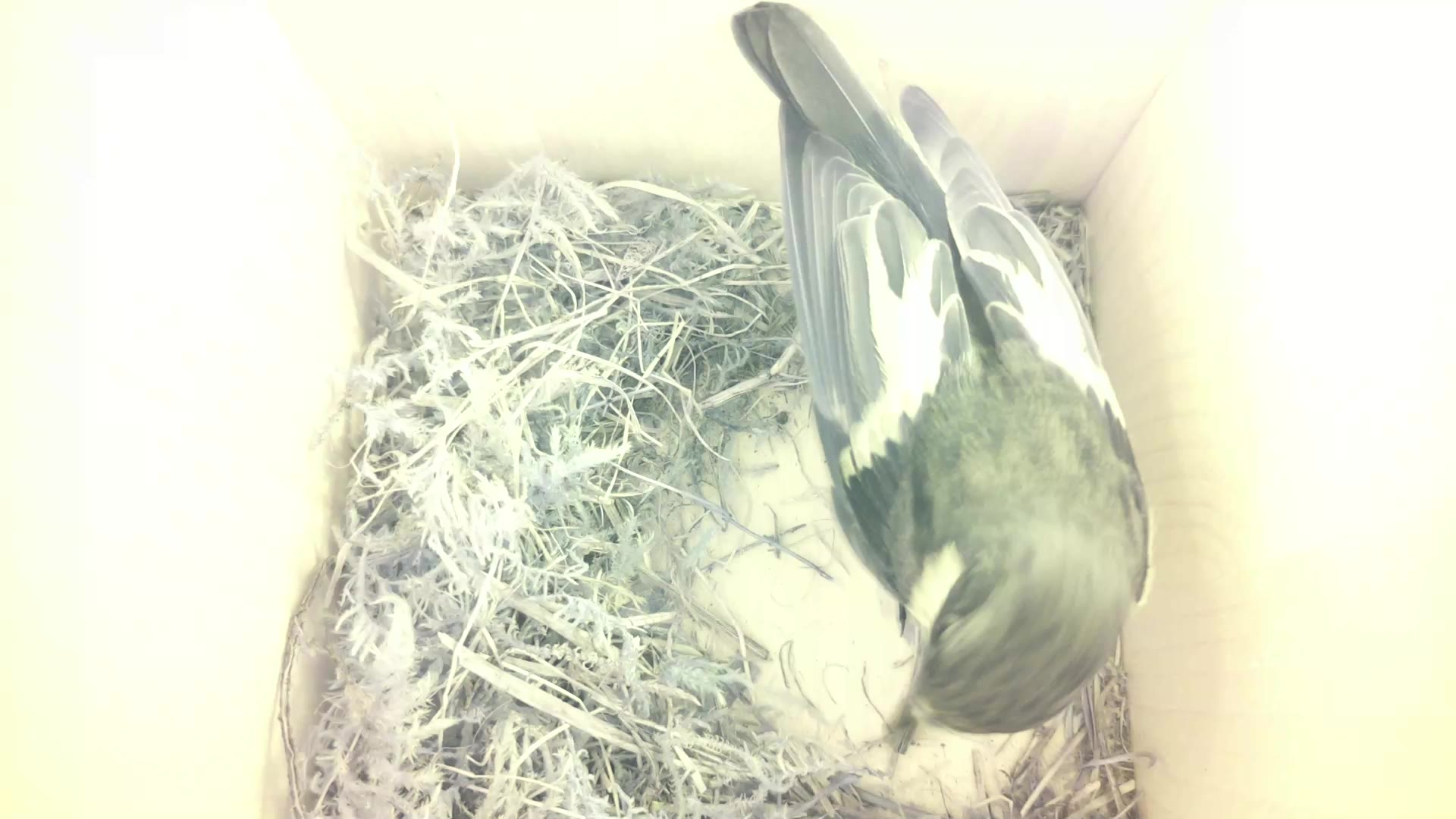 Aufnahme aus dem Vogelhaus